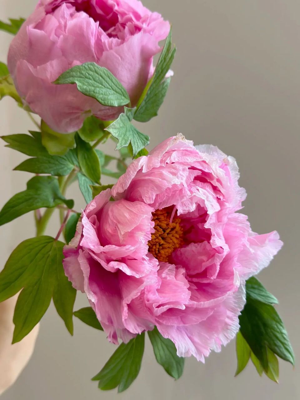 国产牡丹|肉芙蓉  牡丹花中的浪漫使者          这款牡丹花芙蓉粉色