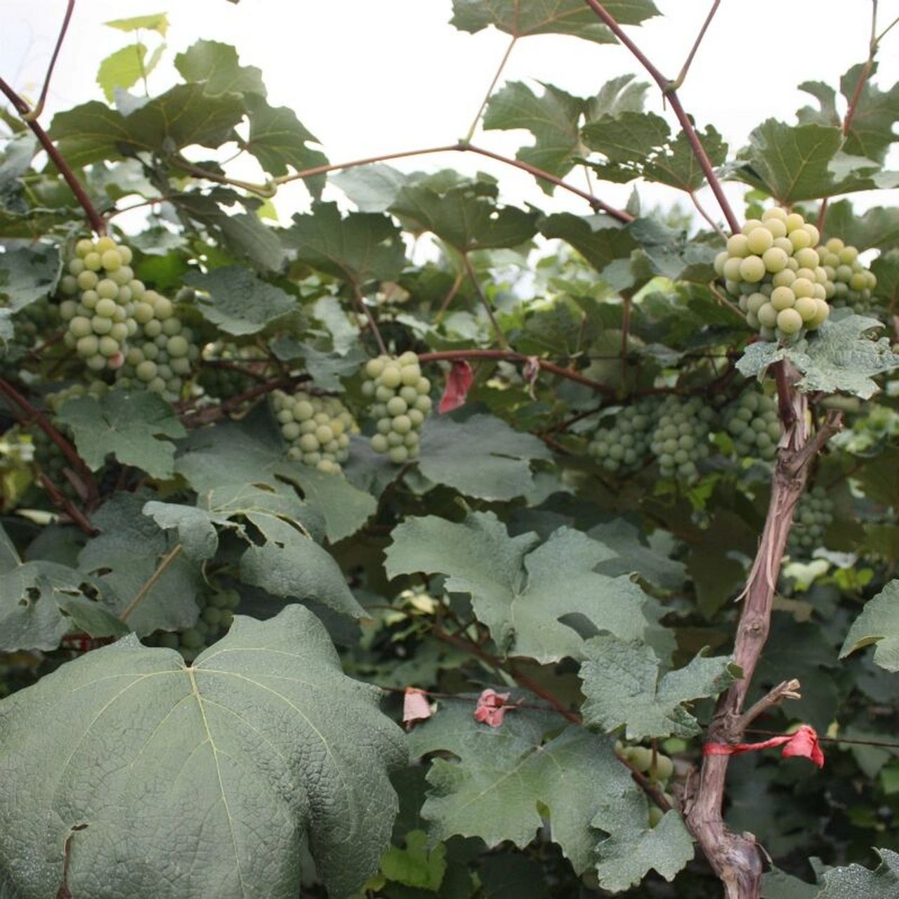 抗寒葡萄:露地越冬无须下架 省工省力 抗寒露地越冬葡萄品种特点