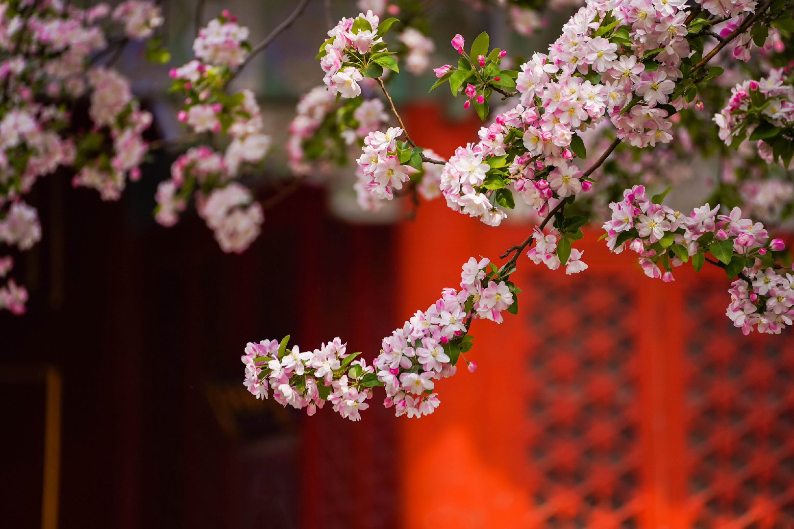 #有种春日限定叫故宫海棠花开# 春风轻拂,故宫海棠如期