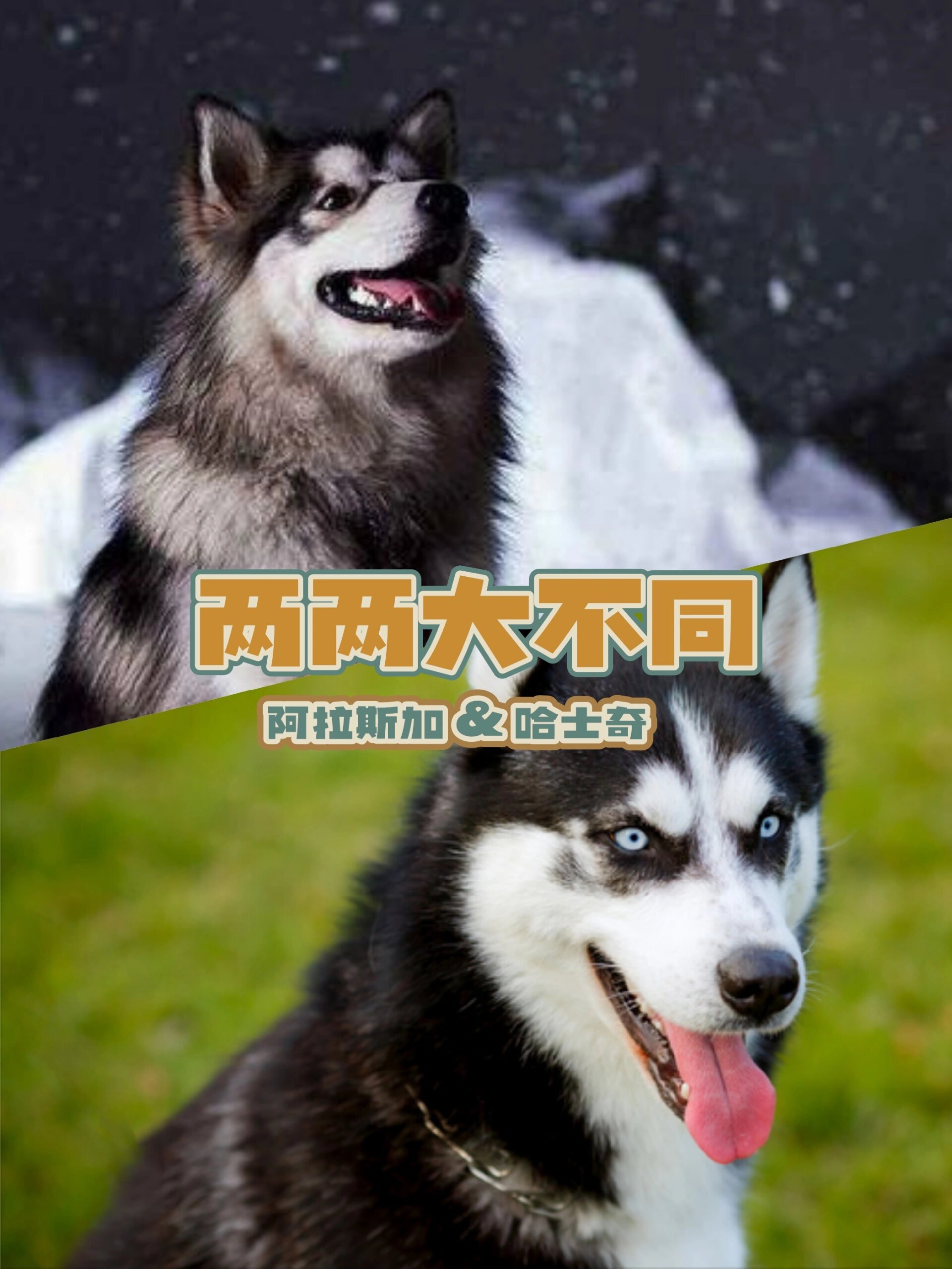 两两大不同——阿拉斯加&哈士奇 96大家能分清楚这两种萌犬吗?