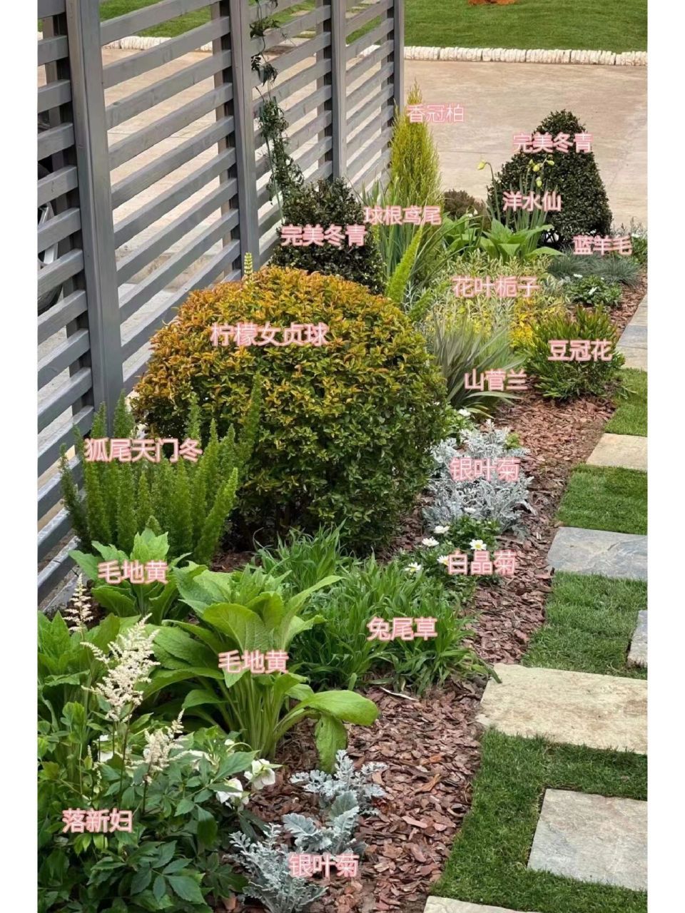 适合做花镜的植物推荐|第四篇 中小型植物:毛地黄,银叶菊,络新妇,豆冠