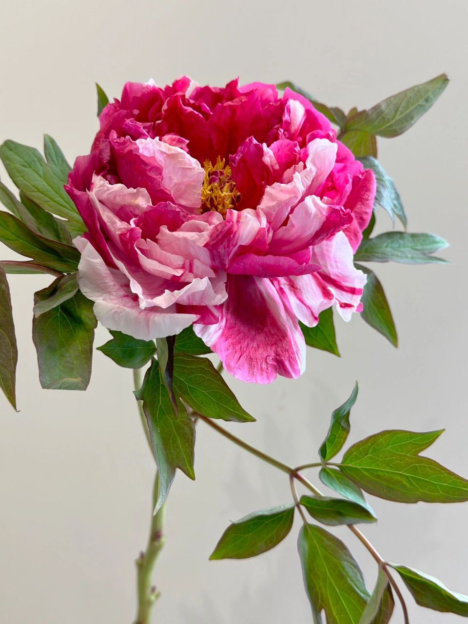 国产牡丹|岛锦  娇艳治愈 怦然心动          	 每一朵不同各有千秋