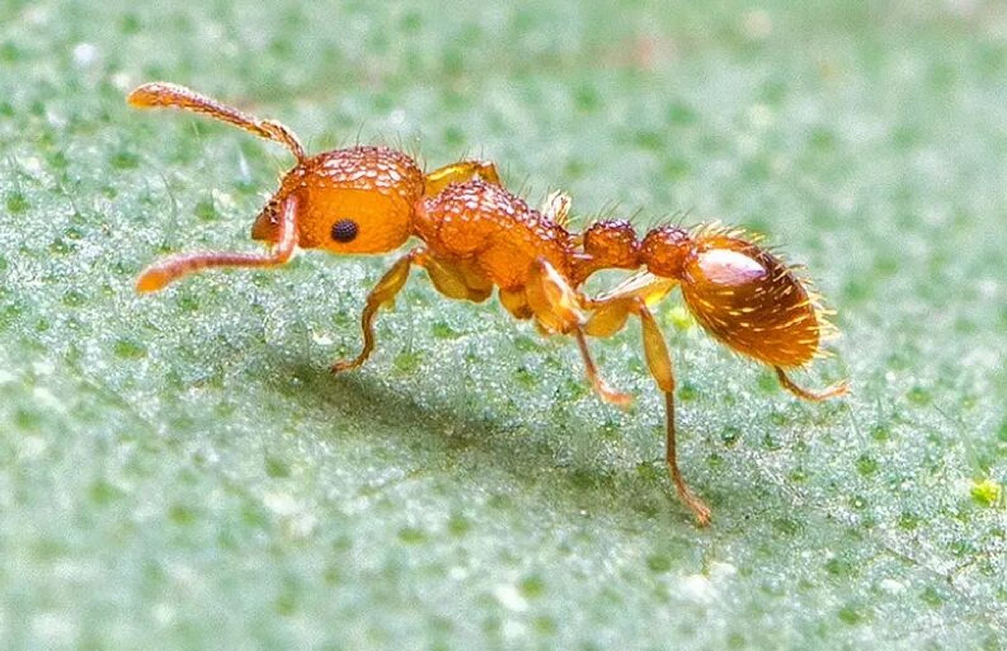 小黄家蚁怎么根除 小黄家蚁是家庭常见的一种蚂蚁,它们在家里出现会