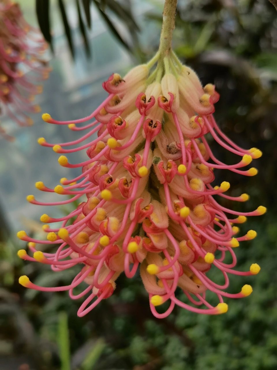 喜欢94,欣赏94-红花银桦 红花银桦 山龙眼科银桦属,见《华南植物