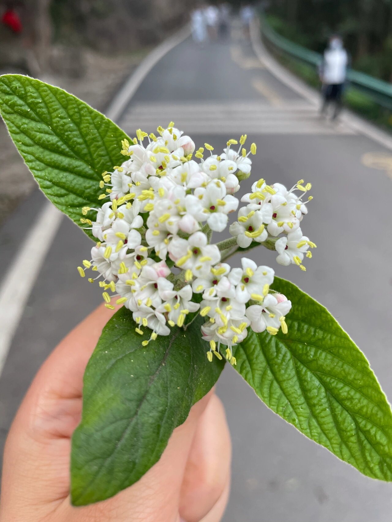 枇杷花图解图片