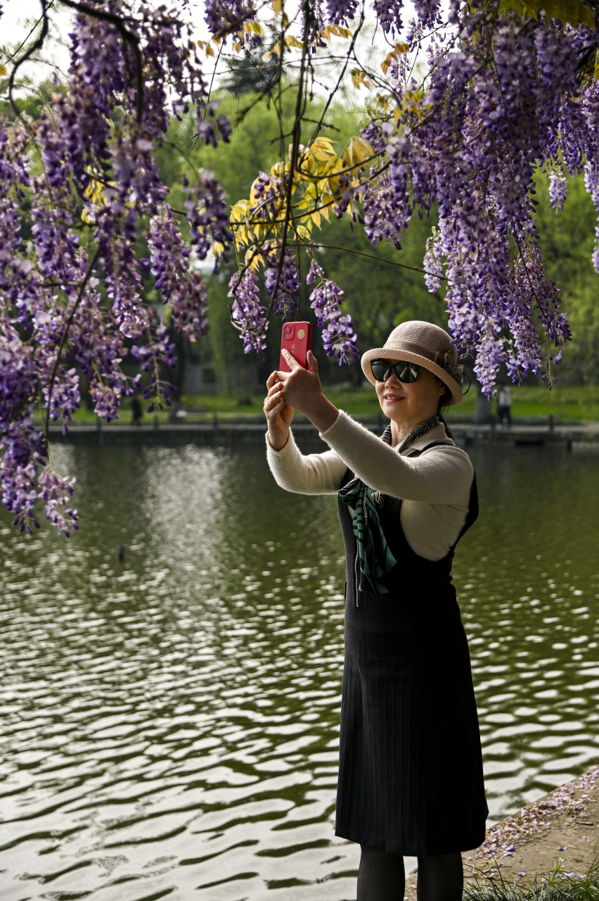 的故事#浙大华家池校区紫藤长廊华丽绽放,梦幻紫色给人带来无限遐想