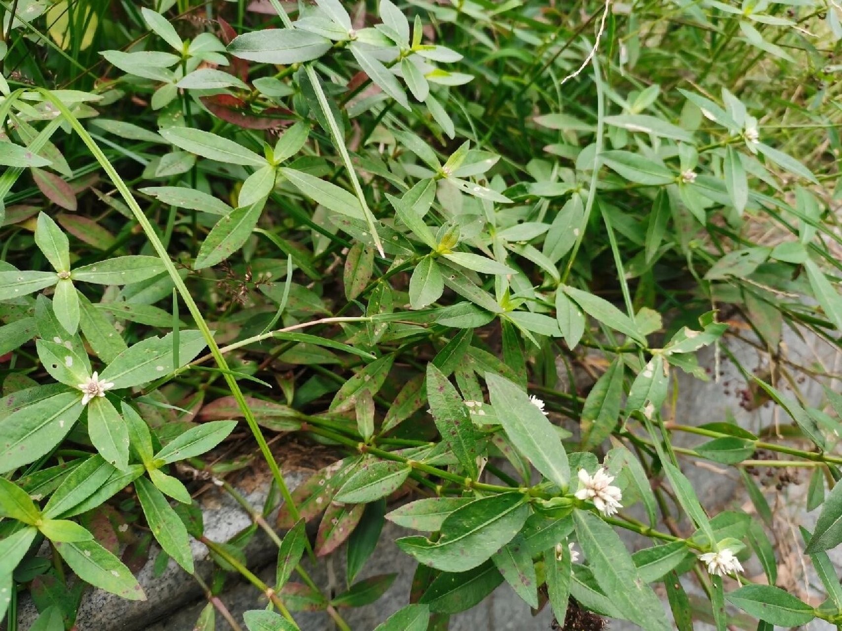 常见野花野草图片名称图片