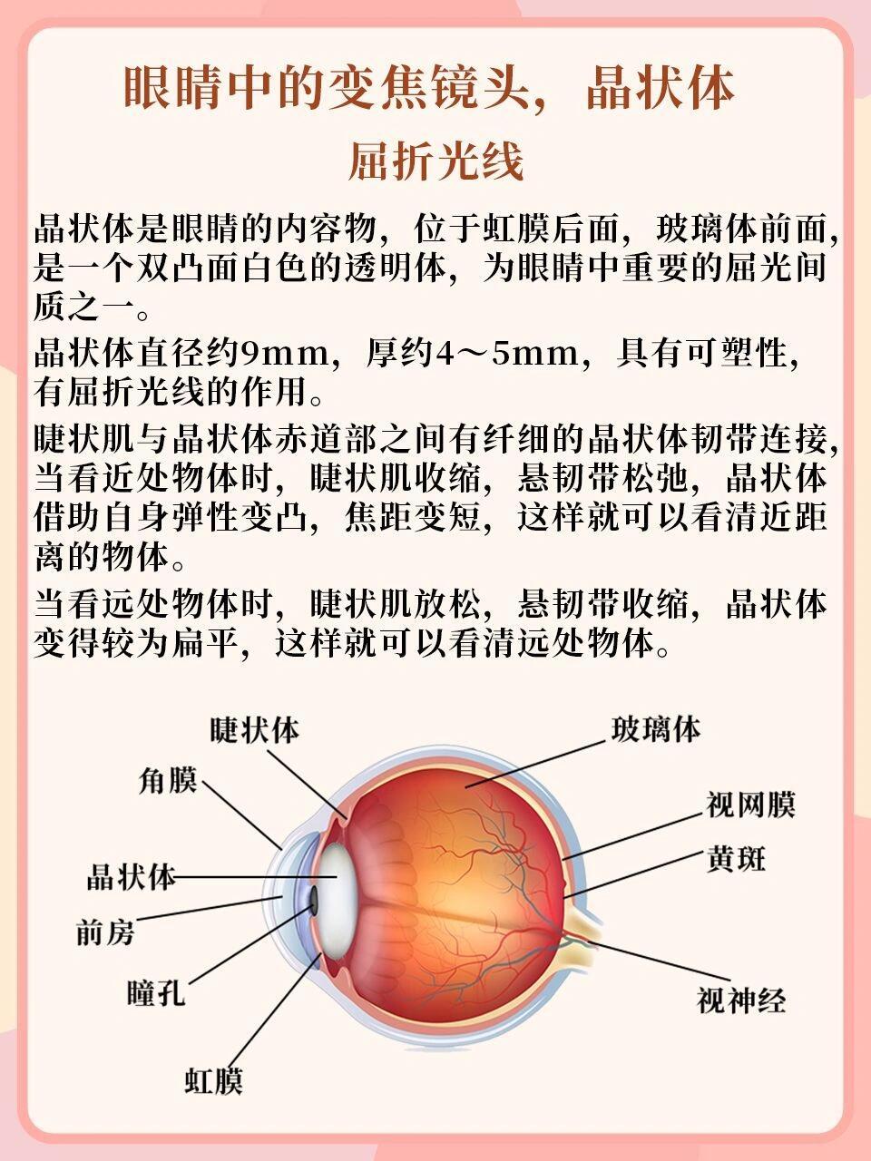 晶状体图解图片