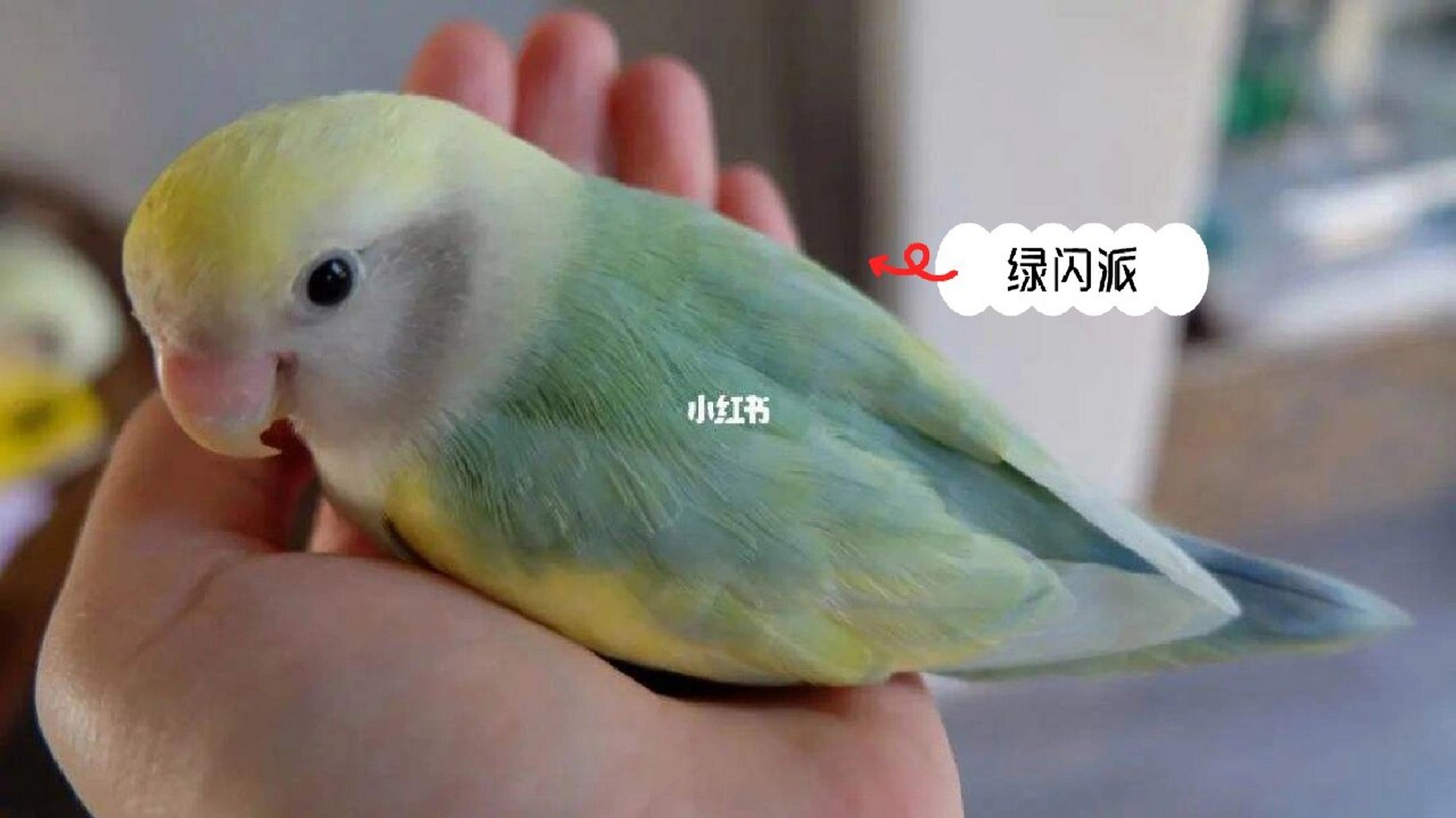 今天介绍的是, 一种闪光 派特基因的牡丹鹦鹉:绿闪派 花桃是:面类牡丹