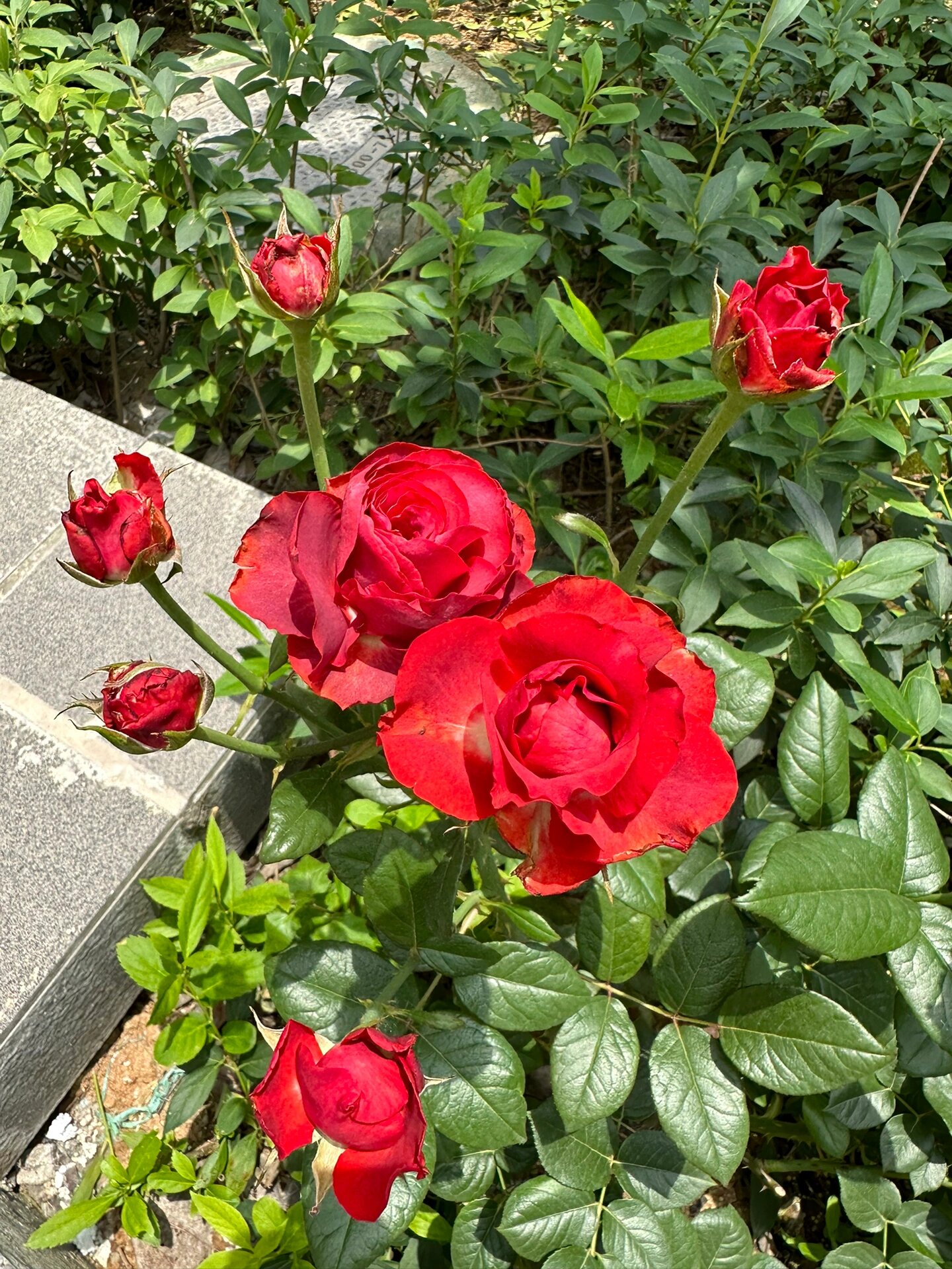 耐晒月季扛把子 伊萨瓜 伊萨瓜 又名恩多拉 切花月季 优点:耐晒耐雨淋