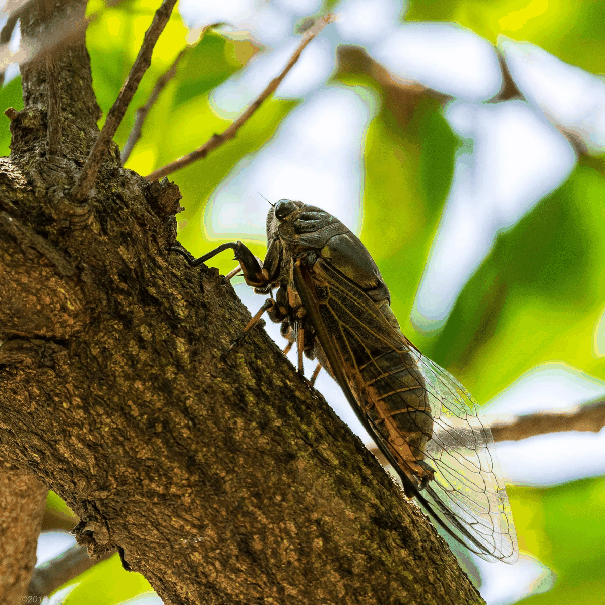 蝉是世界上寿命最长的昆虫之一,据资料介绍,蝉的幼虫在地下生活可长达