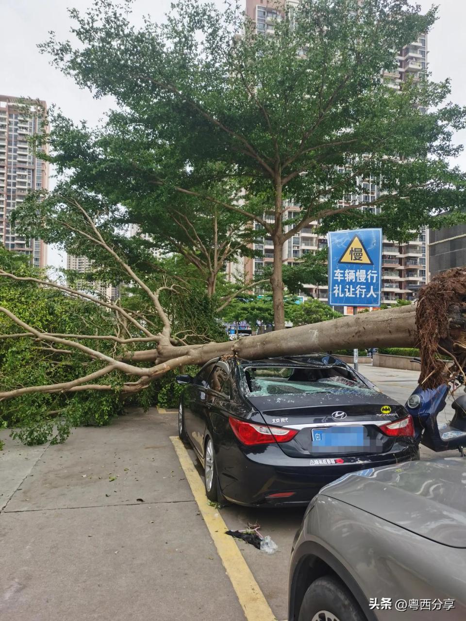 别跟我说湛江昨晚上的台风不大,看图片就知道大不大,今天出去外面随便