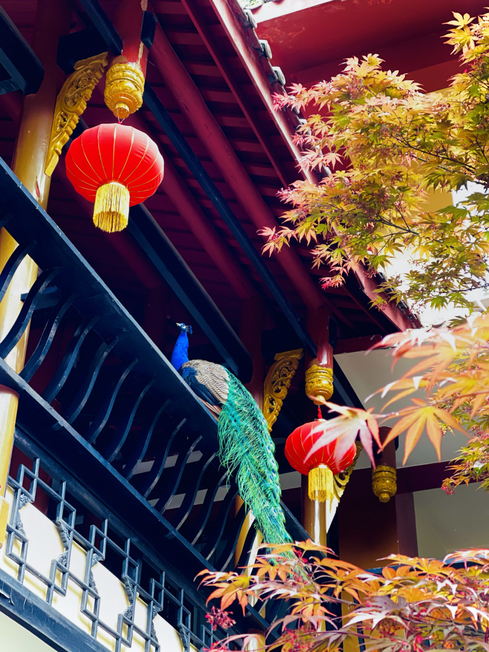 青城山 7215普照寺97 91吾求皆吾愿 多喜乐 长安宁 #成都周边