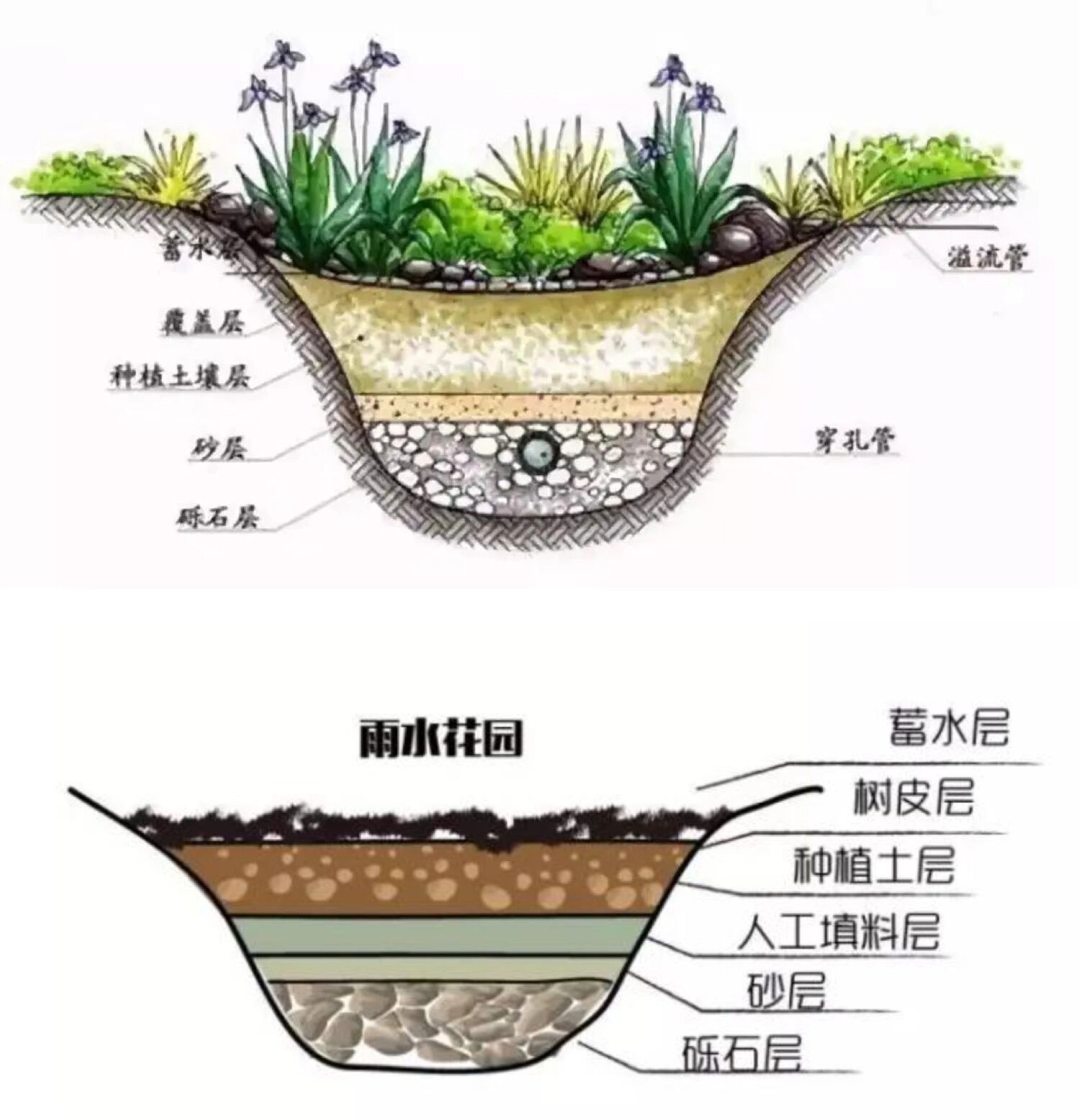 雨水花园剖面图手绘图片