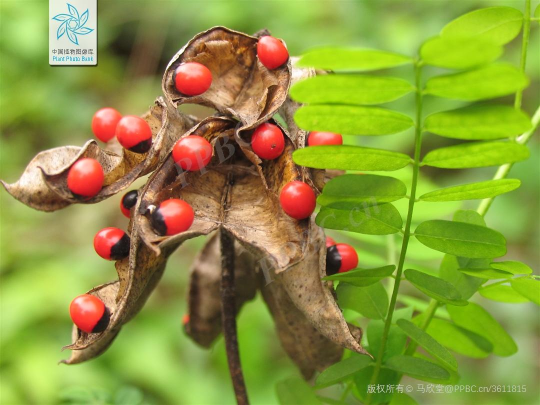 相思子,也被人们亲切地称为相思豆