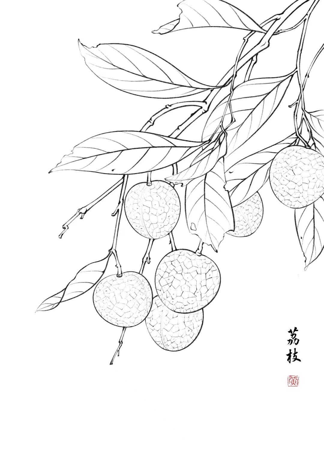 荔枝 参考图片来源
