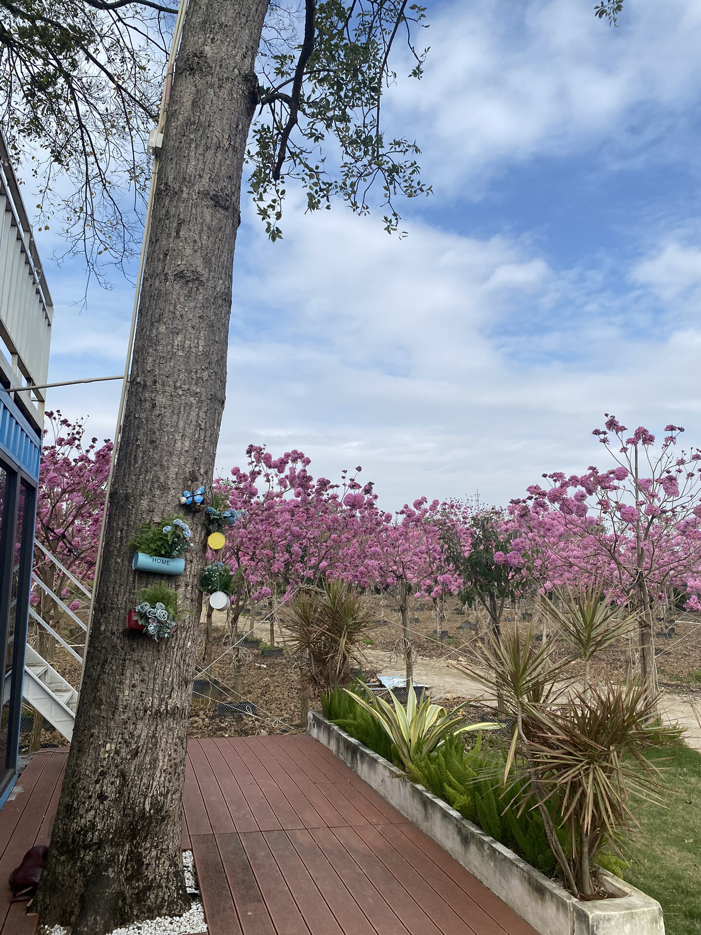 中山拍照|超美紫花风铃木花海93附路线图 95中山也有超美紫花风