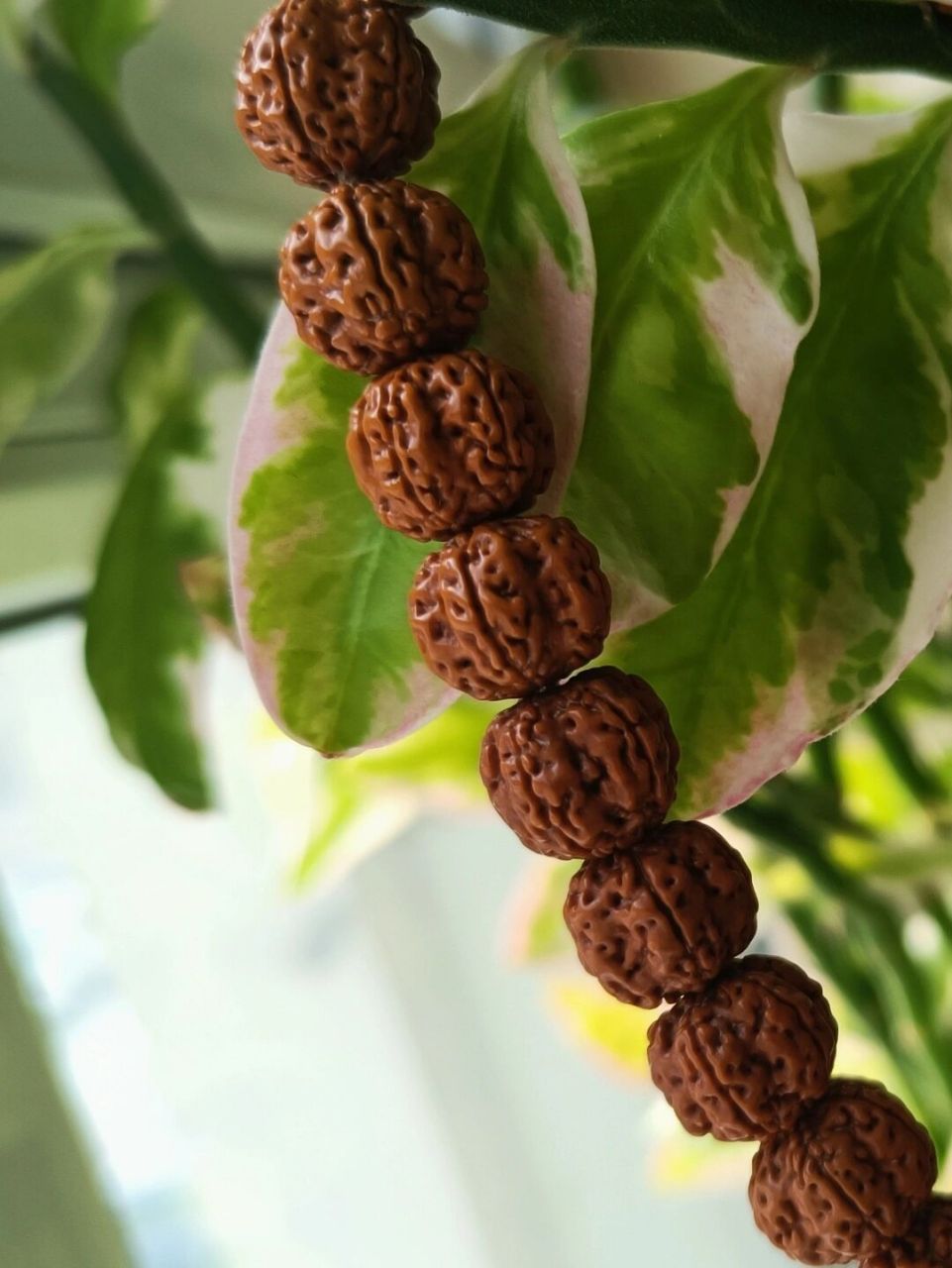 半个月的花王小金刚   新配了一个小小蜜蜡  放在花上拍很符合他的