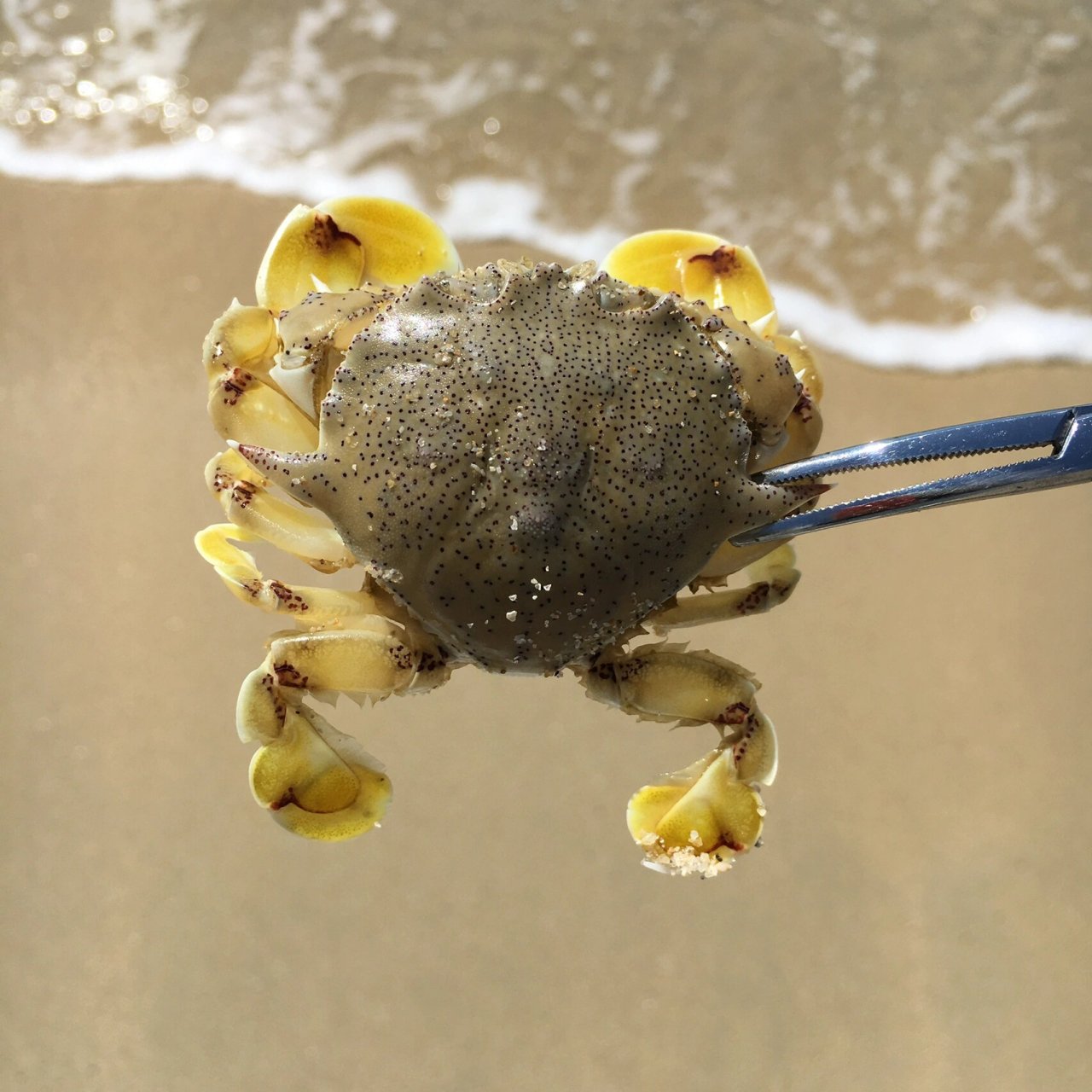 0215钓到胜利黎明蟹0215 #钓鱼# #打龟王