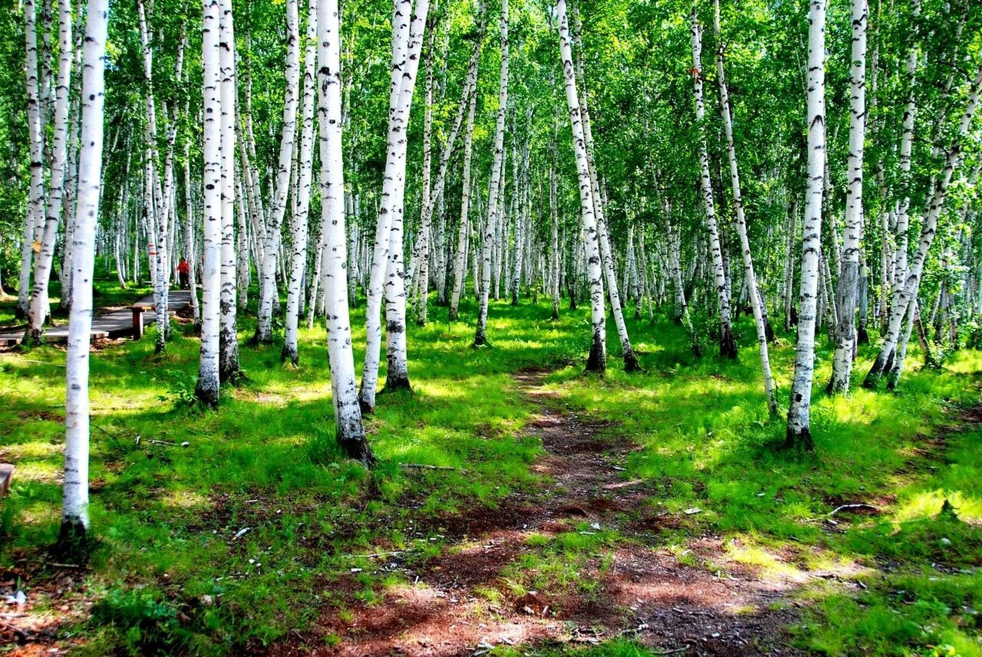 内蒙古呼伦贝尔白桦林 白桦林景区属于内蒙古呼伦贝尔额尔古纳,占地