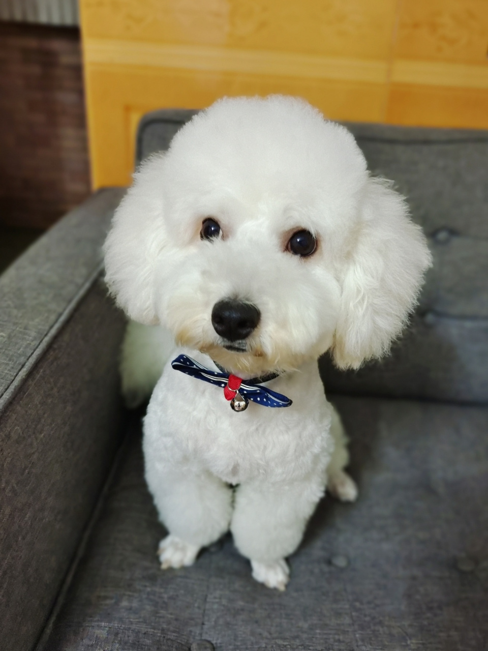 一只不纯的小比熊