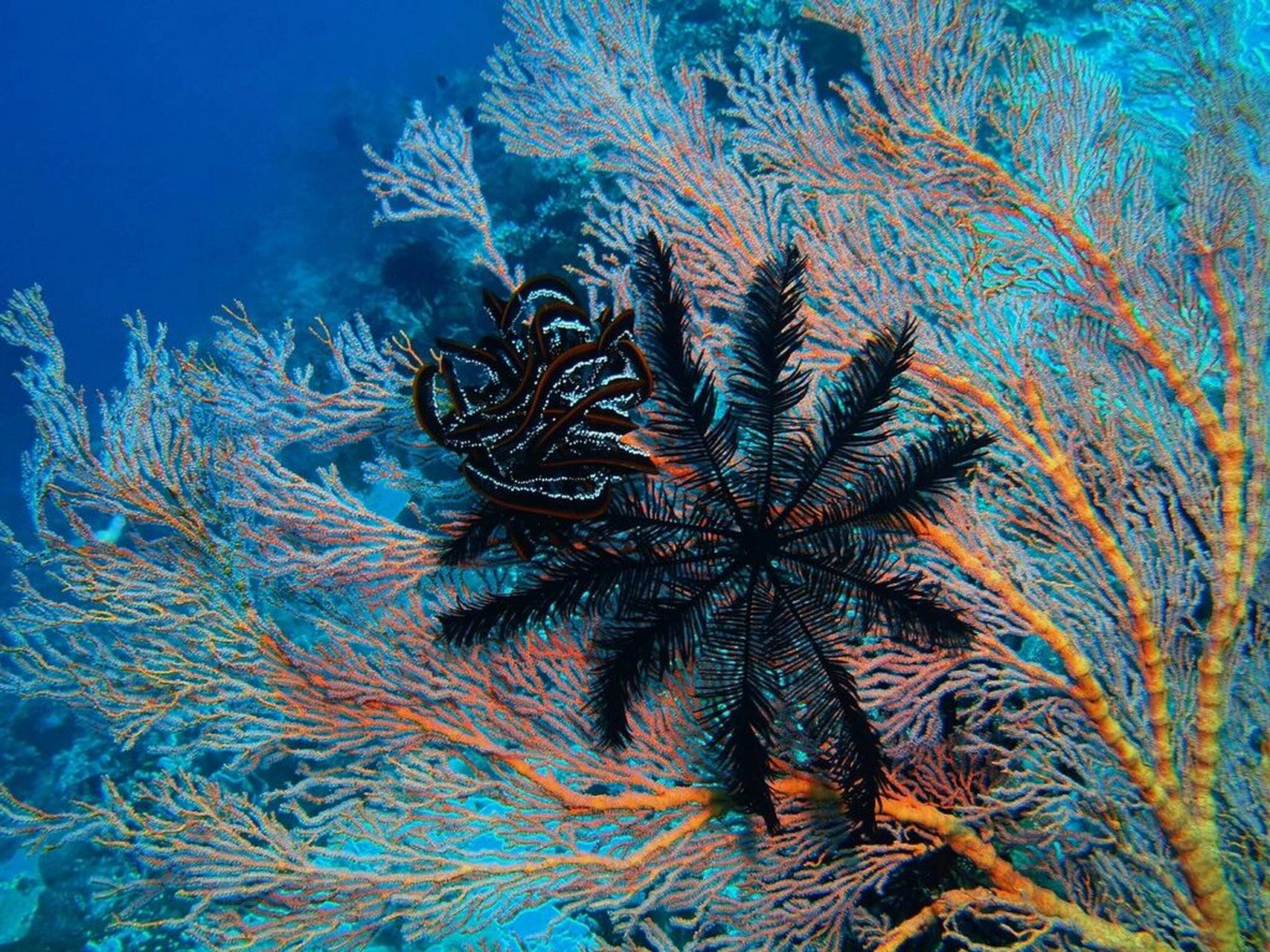 d34~每天带你认识1种海洋生物:海百合 海百合是一种始见于早寒武纪世