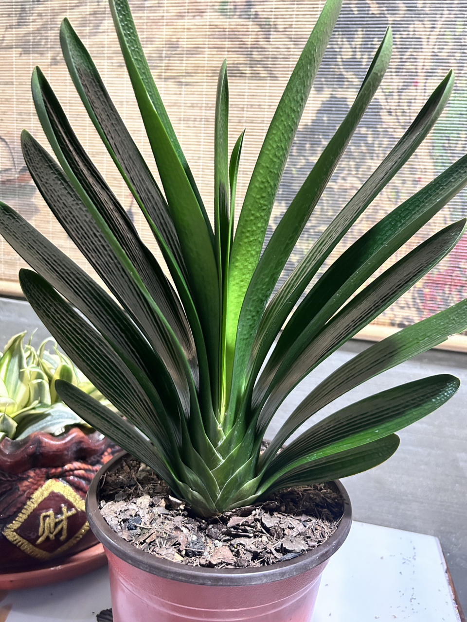 君子兰莲花座 这样的君子兰你们见过吗