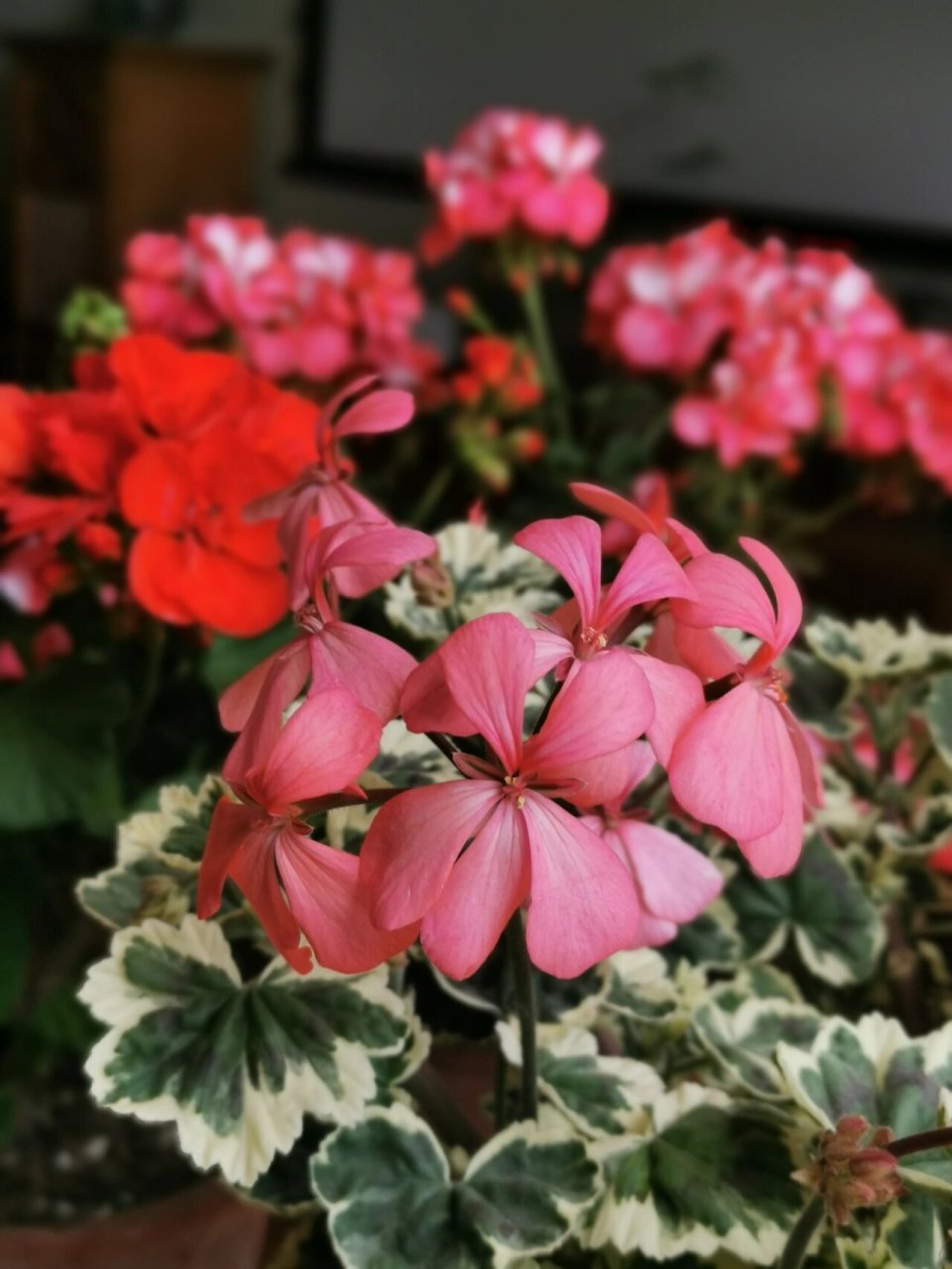 春日的天竺葵(五)弗兰克～～ 入了好几棵带白边的花叶天竺葵,目前表现