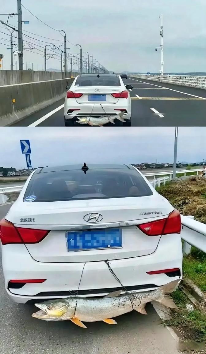 车里的鱼臭味都渗入了怎么办(车内鱼臭味怎么去除)