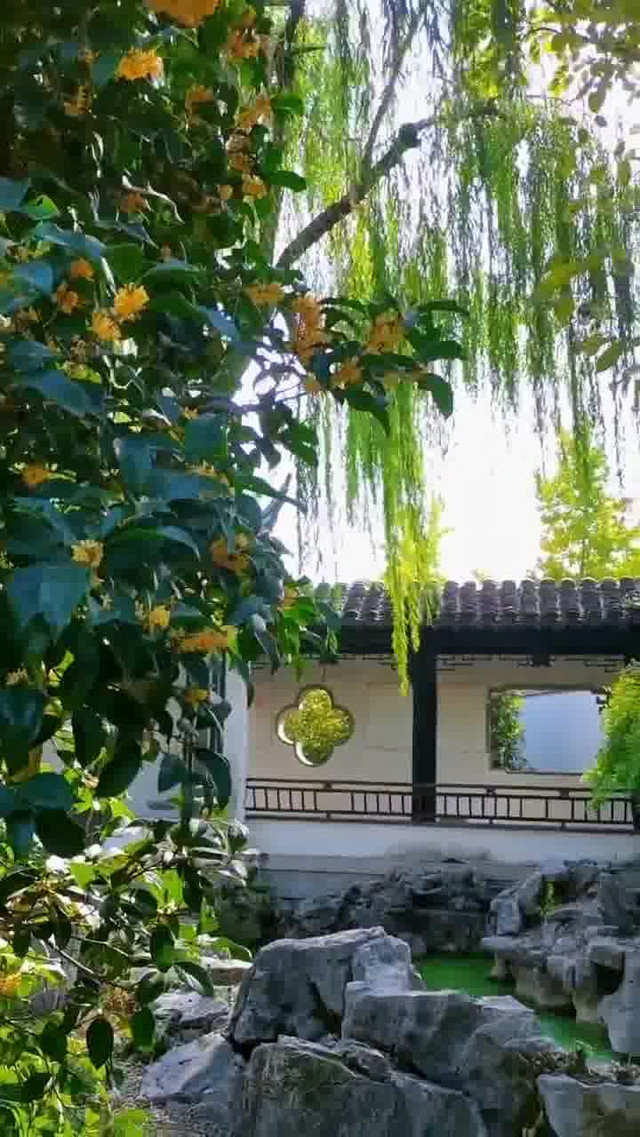 桂花对苏州来说具有特殊意义,苏州的市花就是桂花