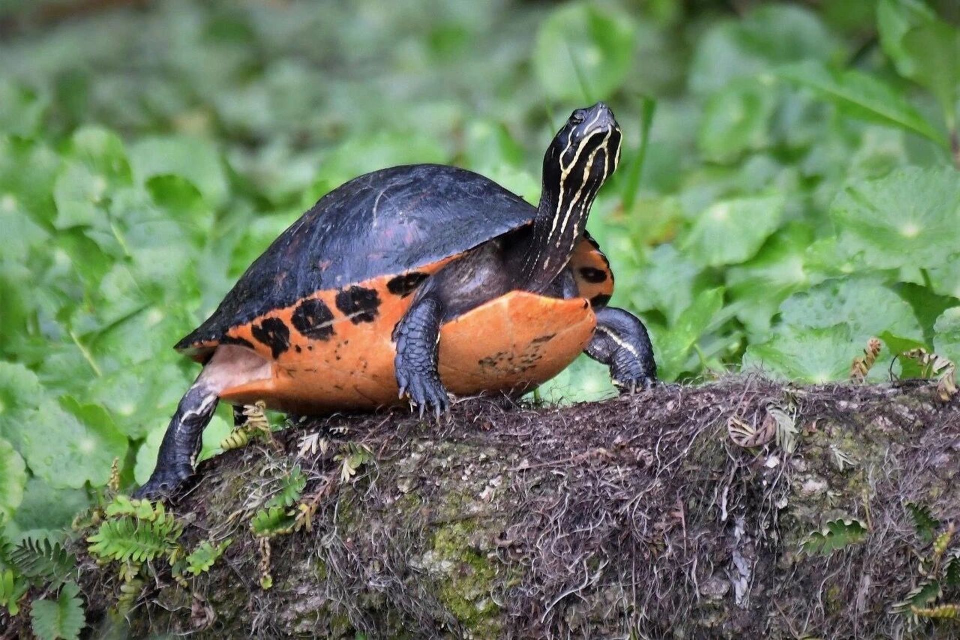 火焰龟丨浴烈焰而出的"巴西脸" 火焰龟学名:pseudemys nelsoni,鸡龟