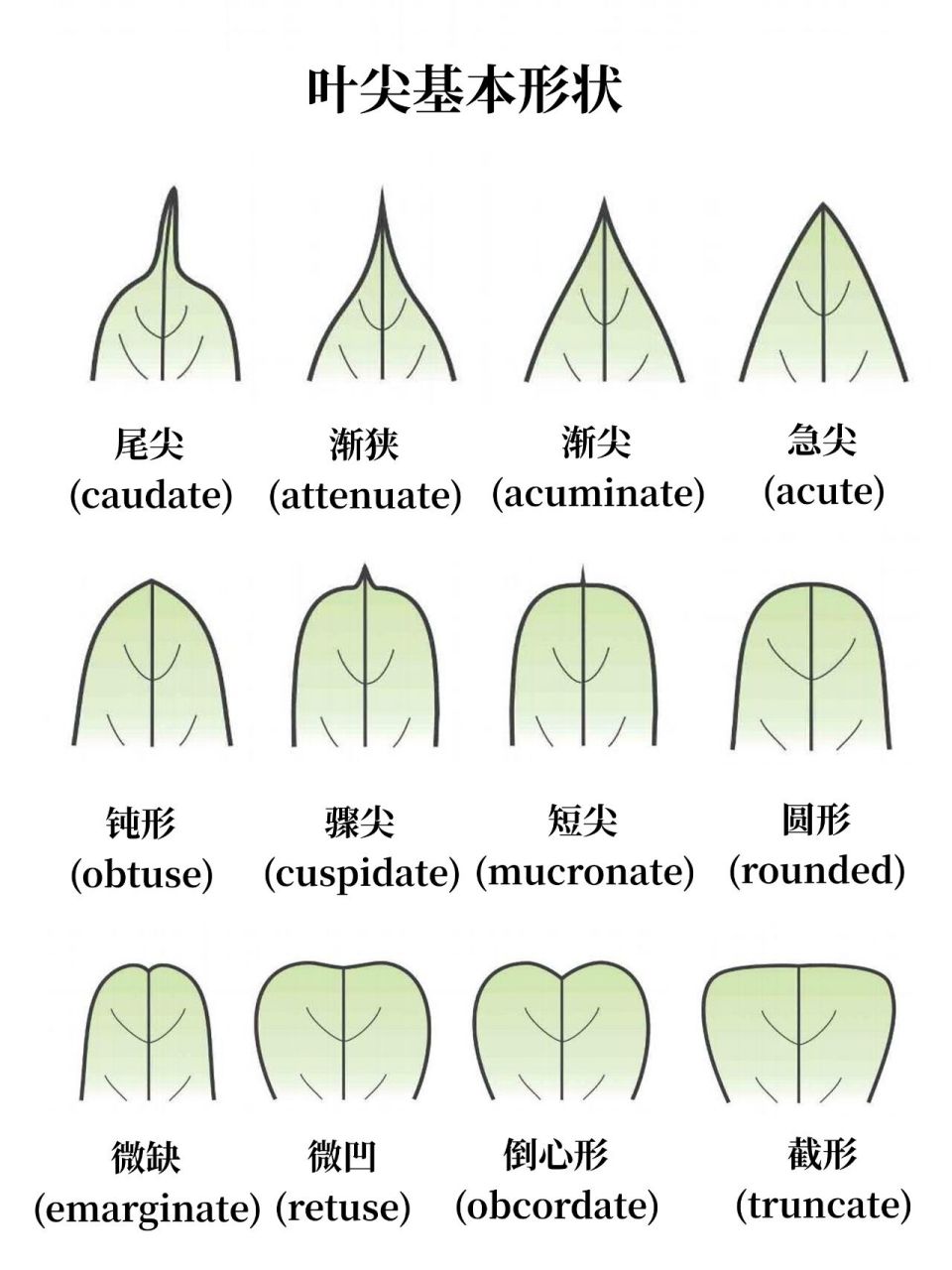 caudatenucleus图片