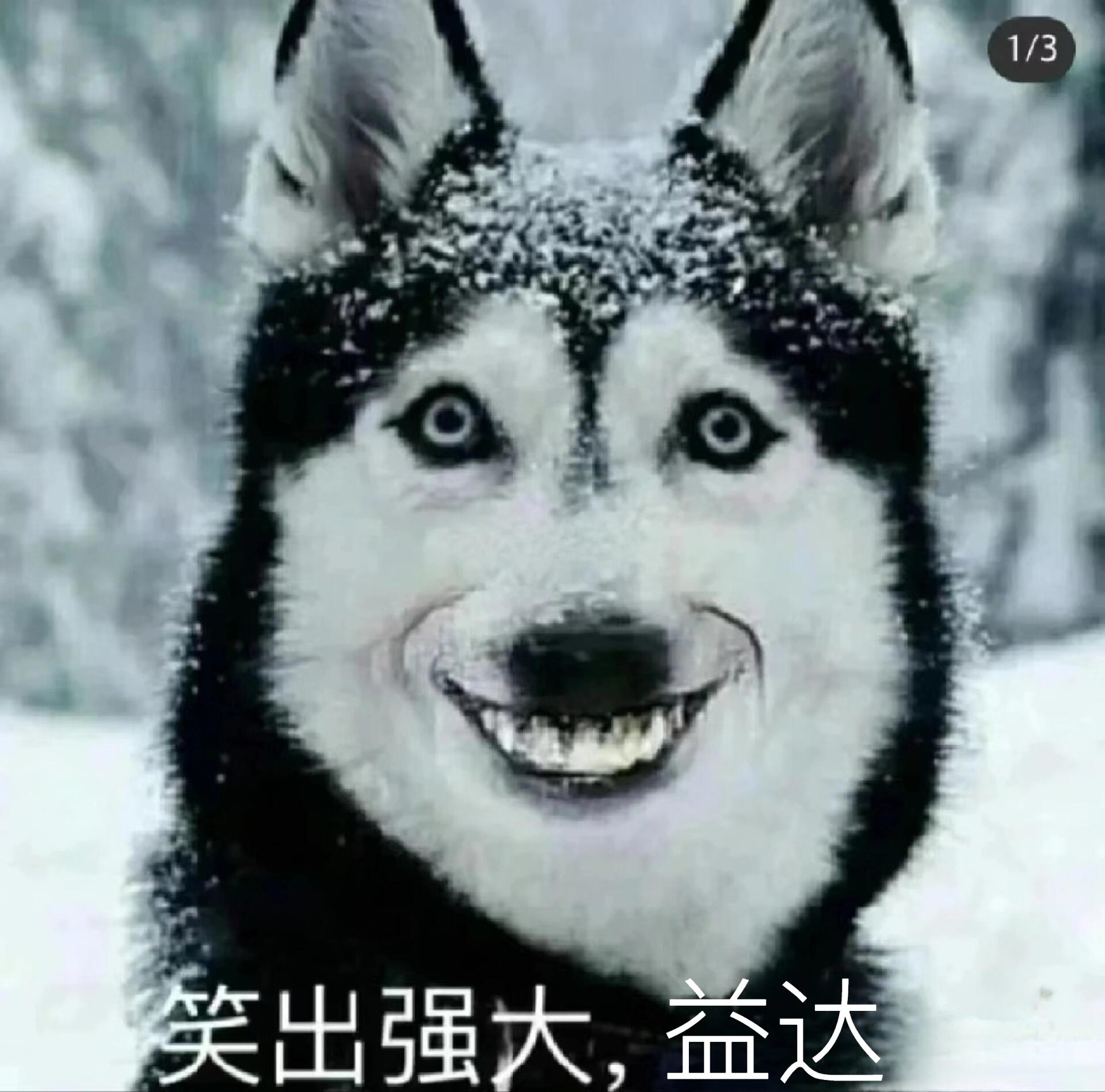 可怕狗狗吓死你
