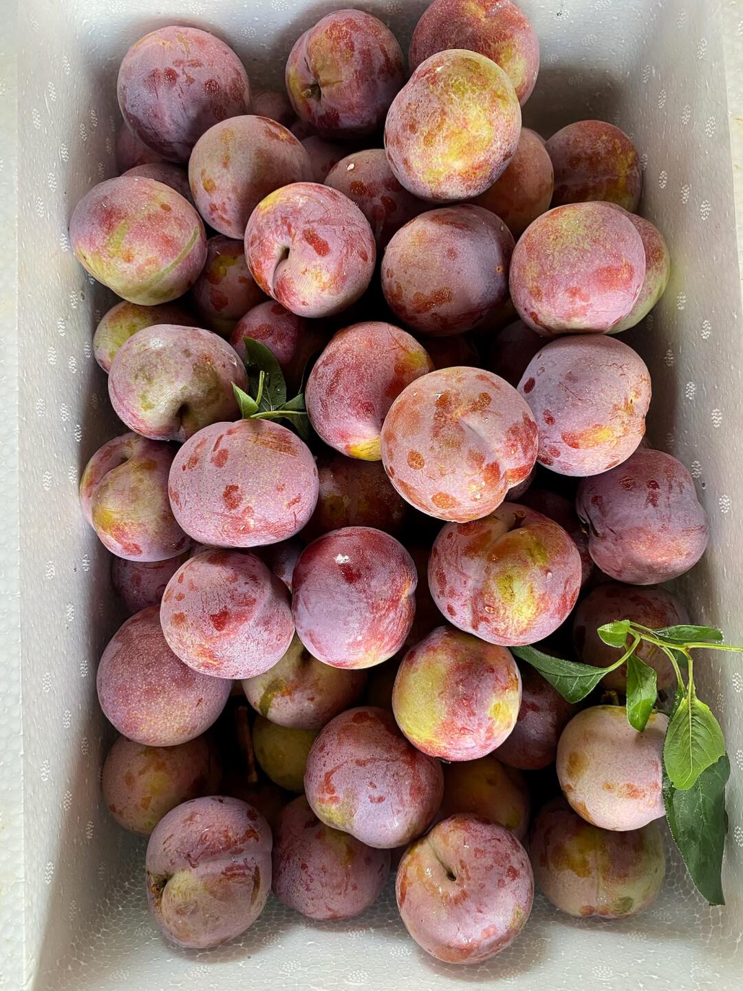 家乡的水果芙蓉李🌺19.8一箱