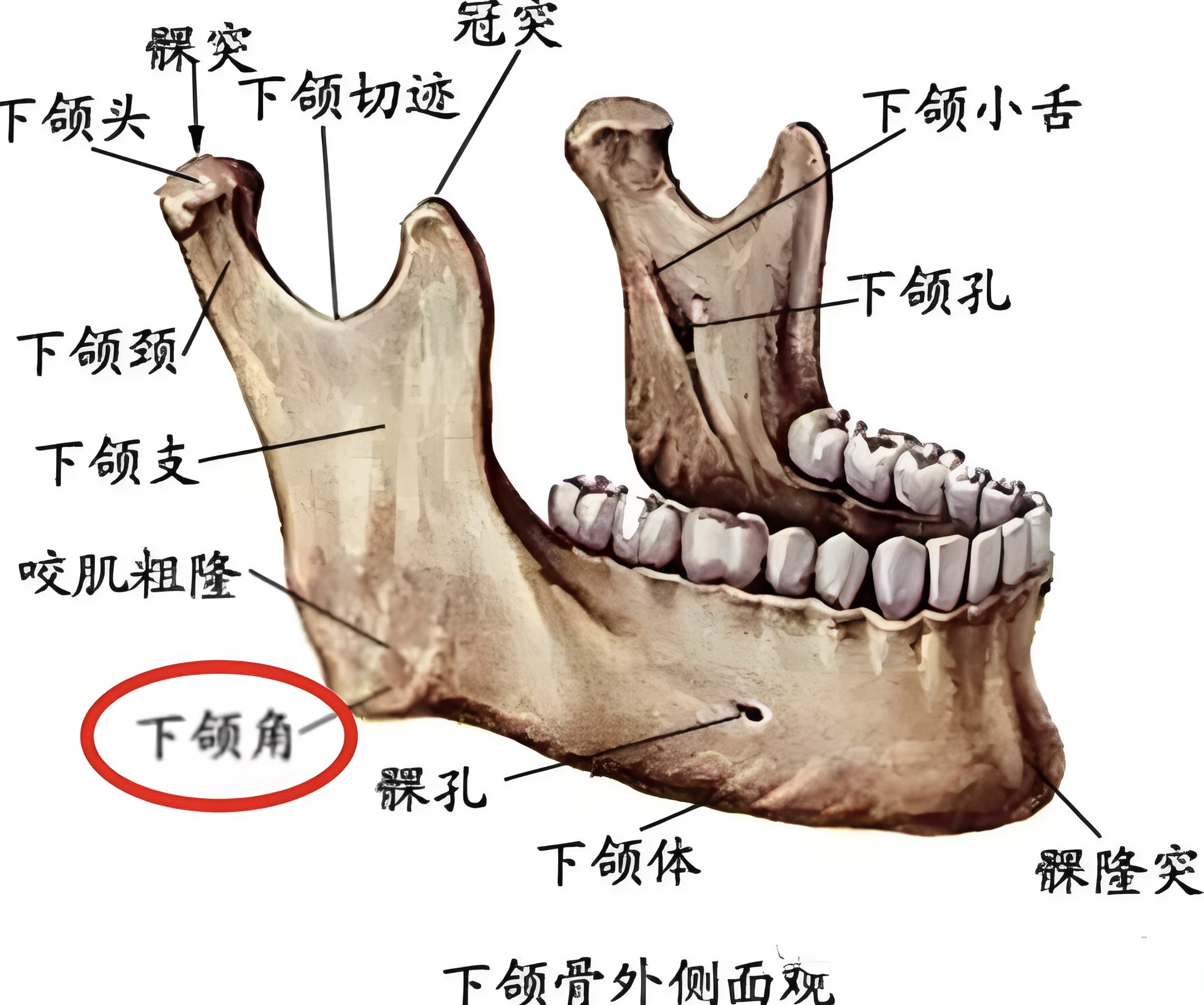 脸颊骨在什么位置图片图片