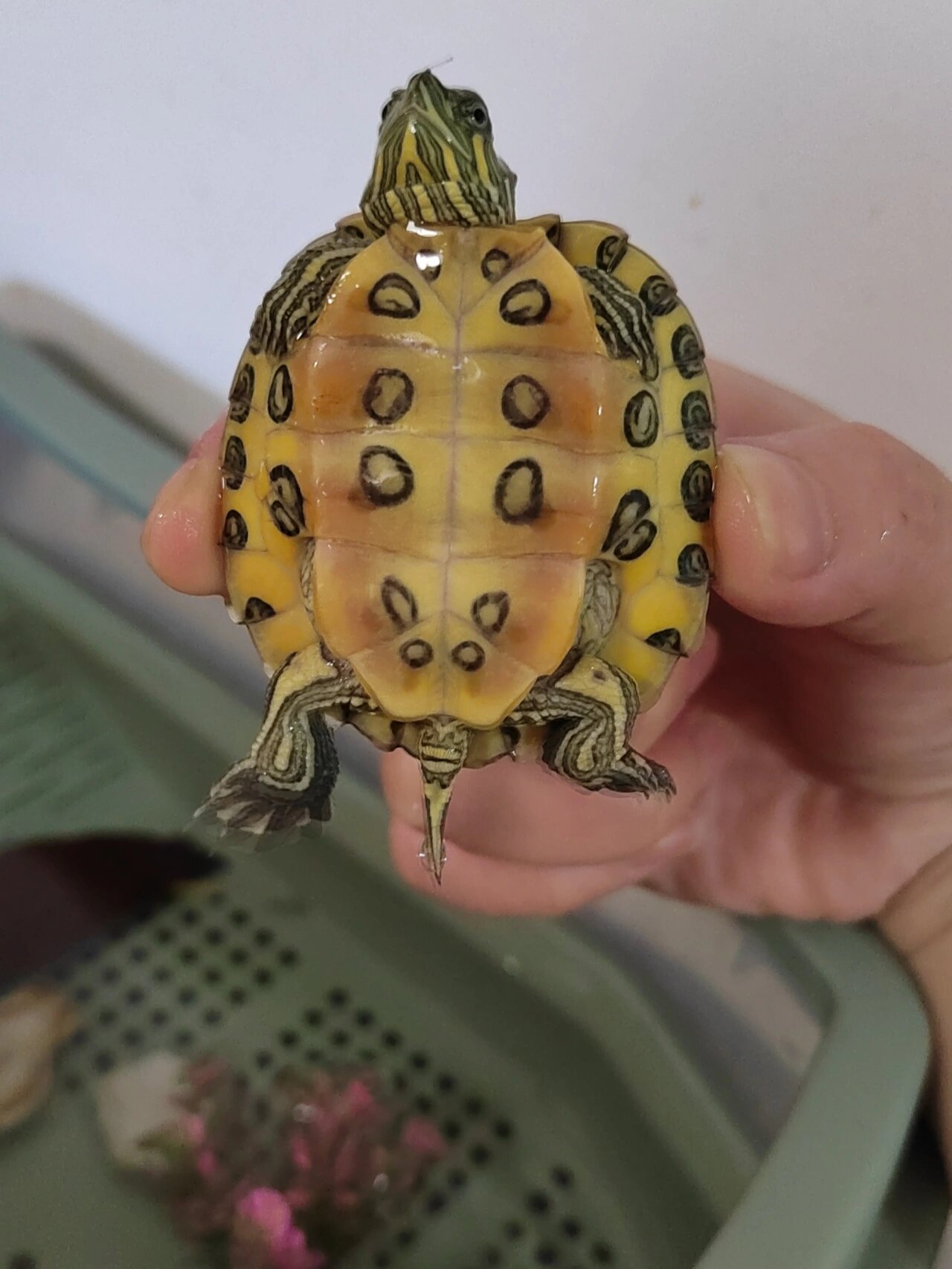 巴西龟肚皮发红 请问这个颜色是正常的吗?它目前是一岁吗?