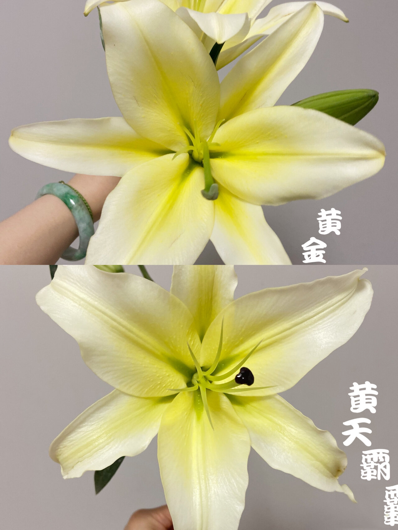鲜花·对比图·黄金甲&黄天霸 两款百合的颜色非常接近 正好一起养的