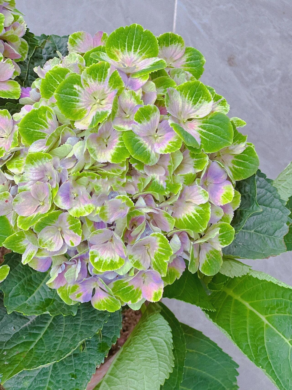 绣球魔幻紫水晶|开花三个月,阳台党必入哟 94魔幻紫水晶,大花绣球