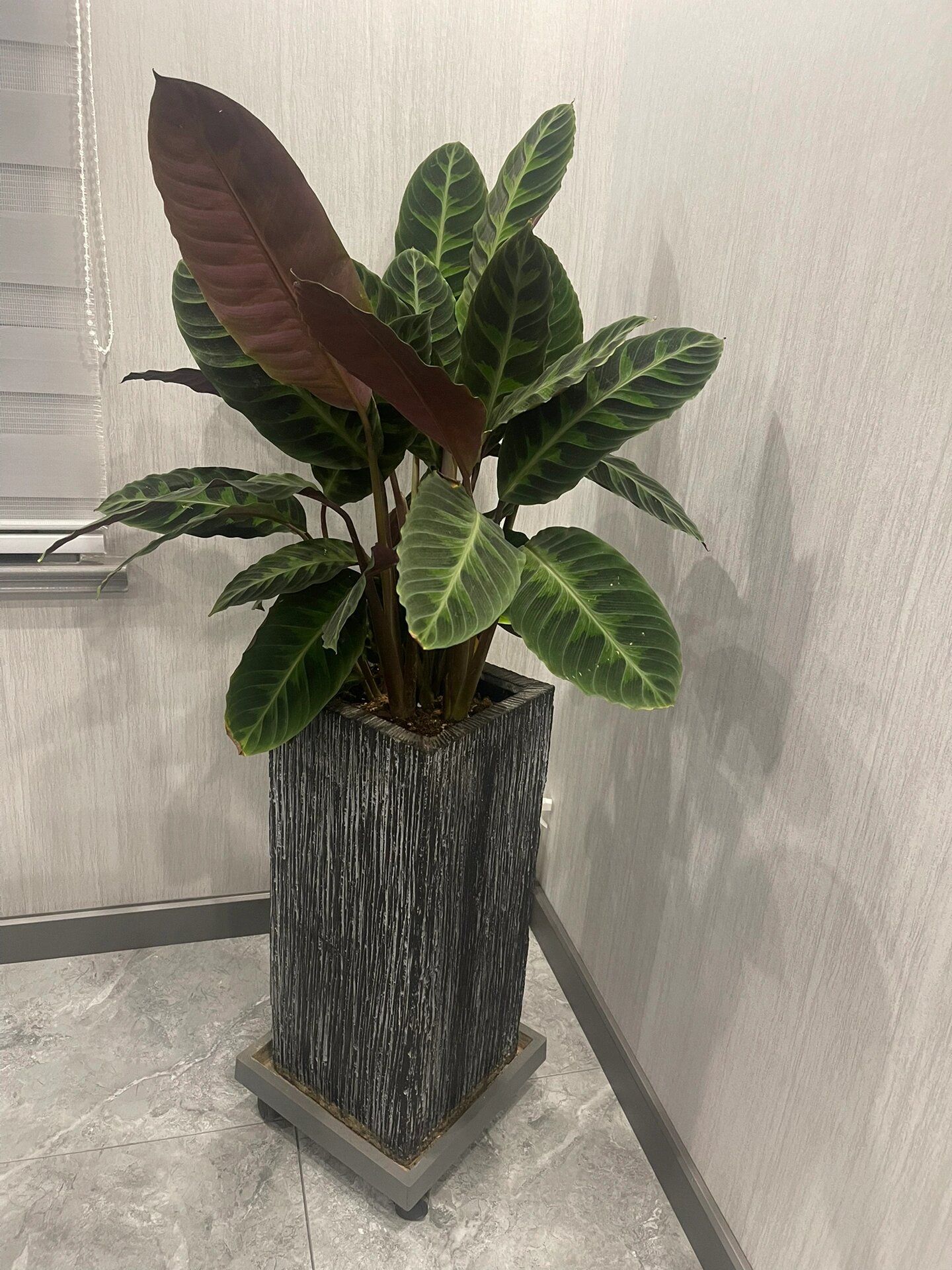 我养的紫背天鹅绒竹芋～为什么白天耷拉着叶 我养的紫背天鹅绒竹芋