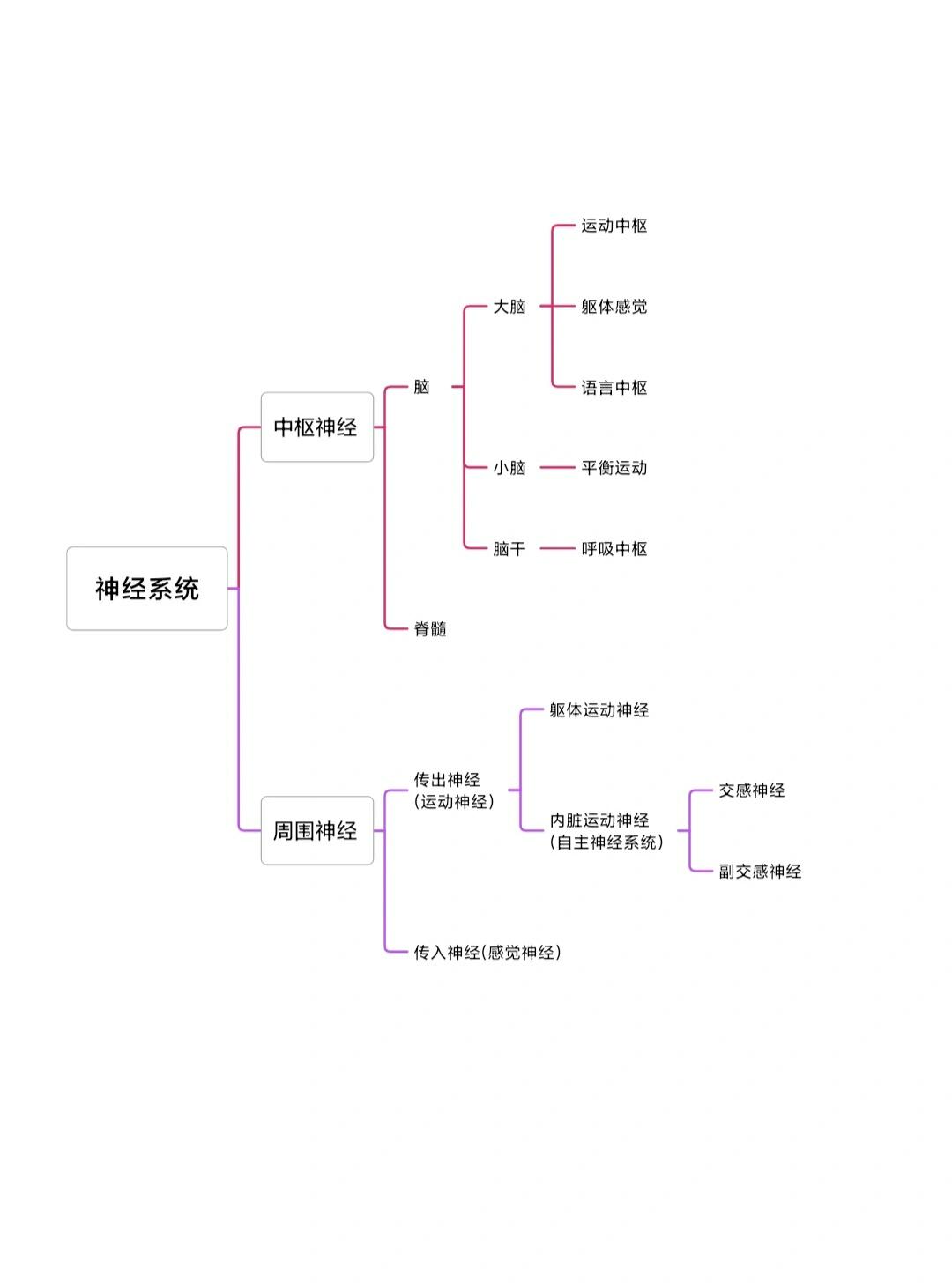 正确的中枢画法图片