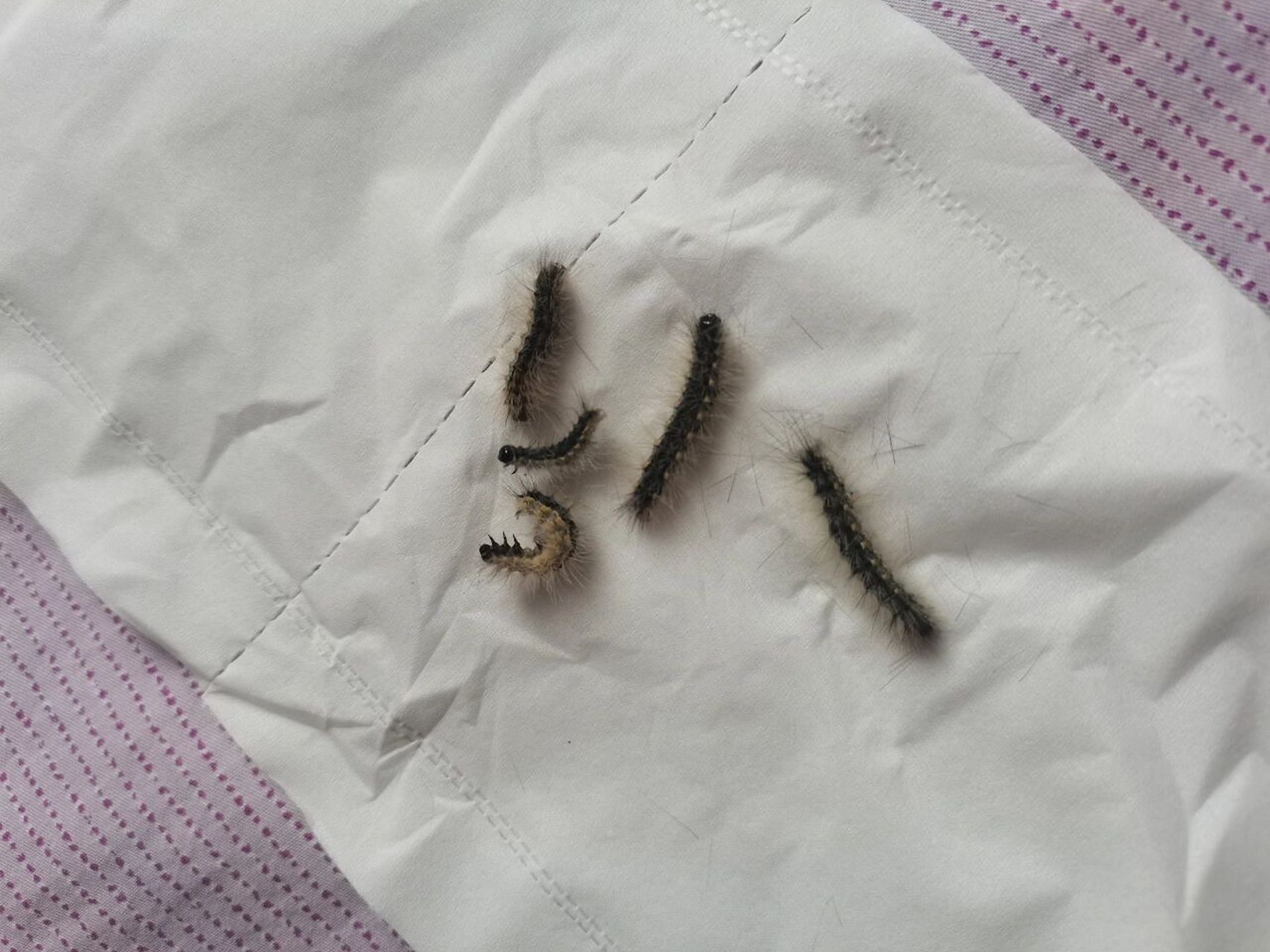 消灭美国白蛾幼虫 五条全死了