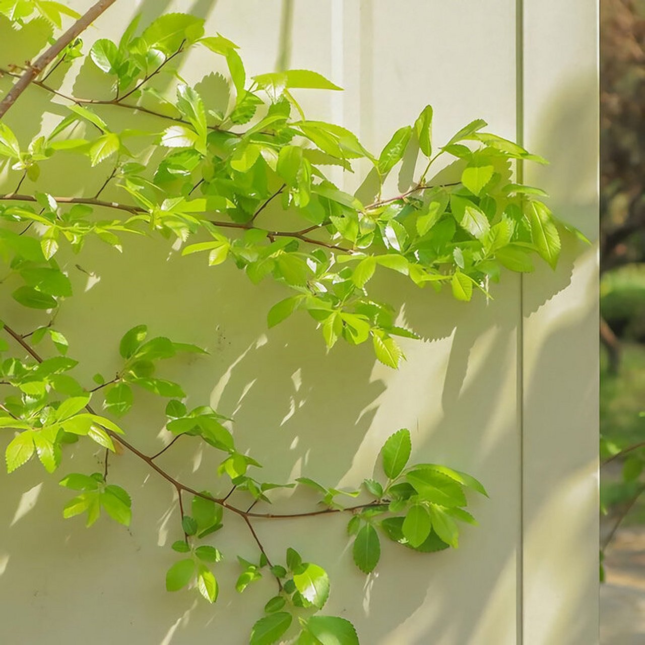 简约唯美背景,彰显高级感 来了来了 小更一下下78 1.