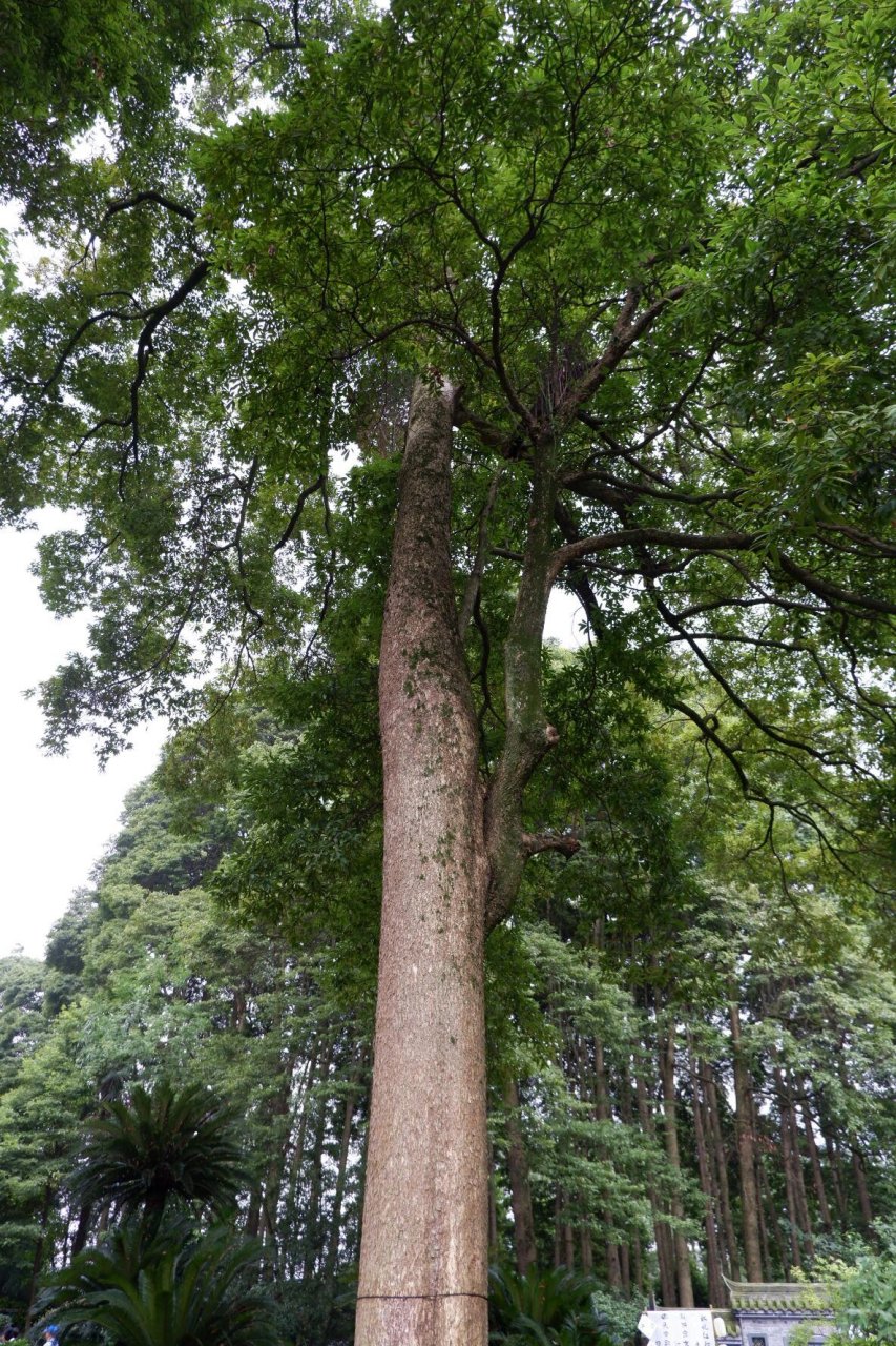 清溪园:藏在都江堰的人间仙境 78不同于精致典雅的江南园林,蜀中