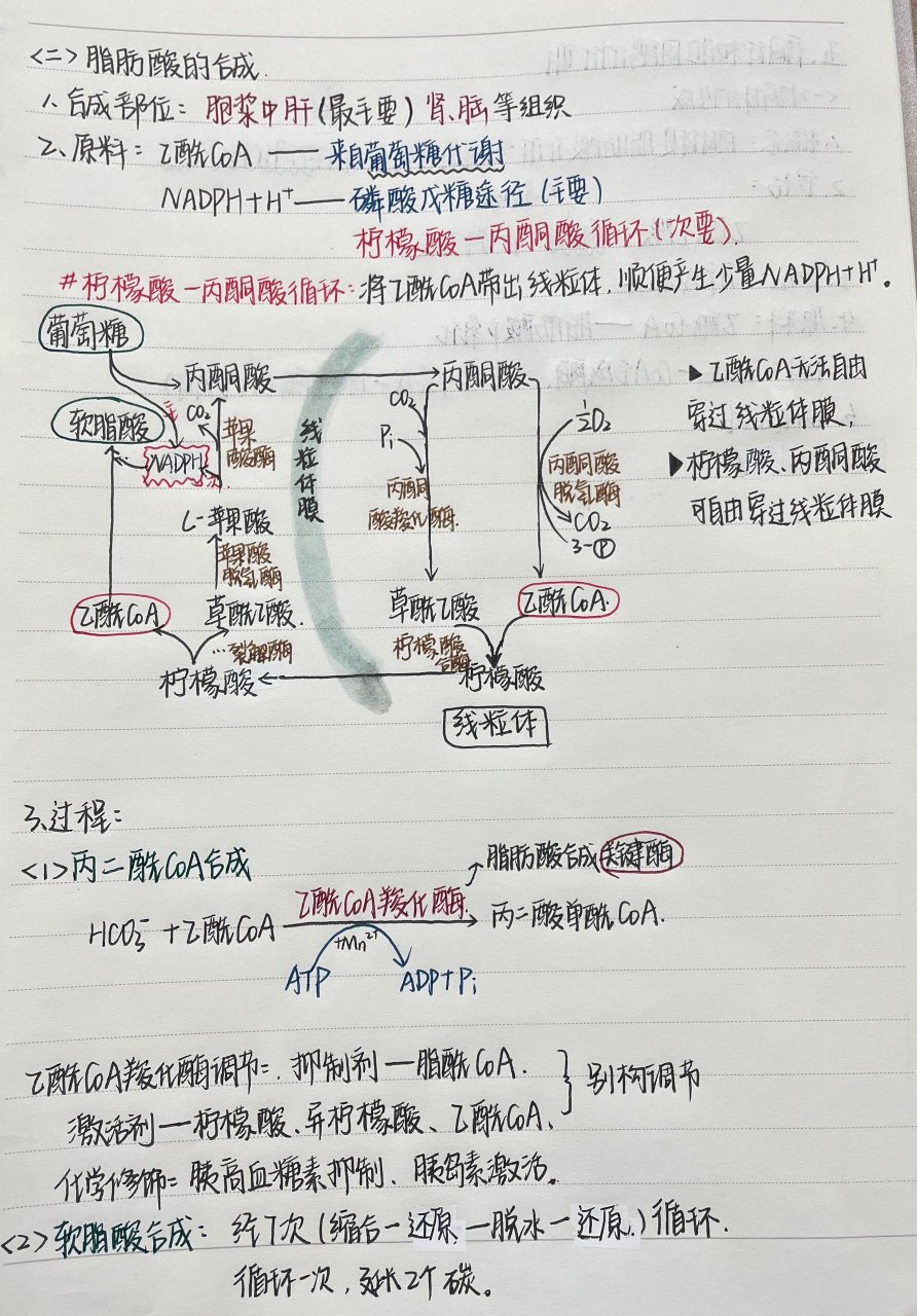 生物化学 第七章 脂代谢(下 甘油三酯的代谢 脂肪动员 脂肪酸氧化