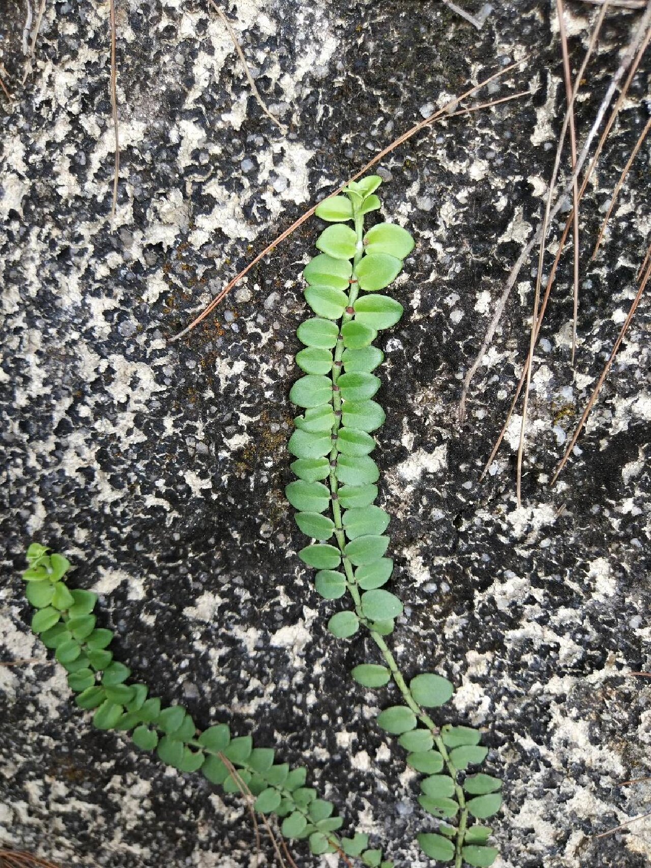 走近中草药系列 : 蔓九节 蔓九节: 茜草科九节属植物.