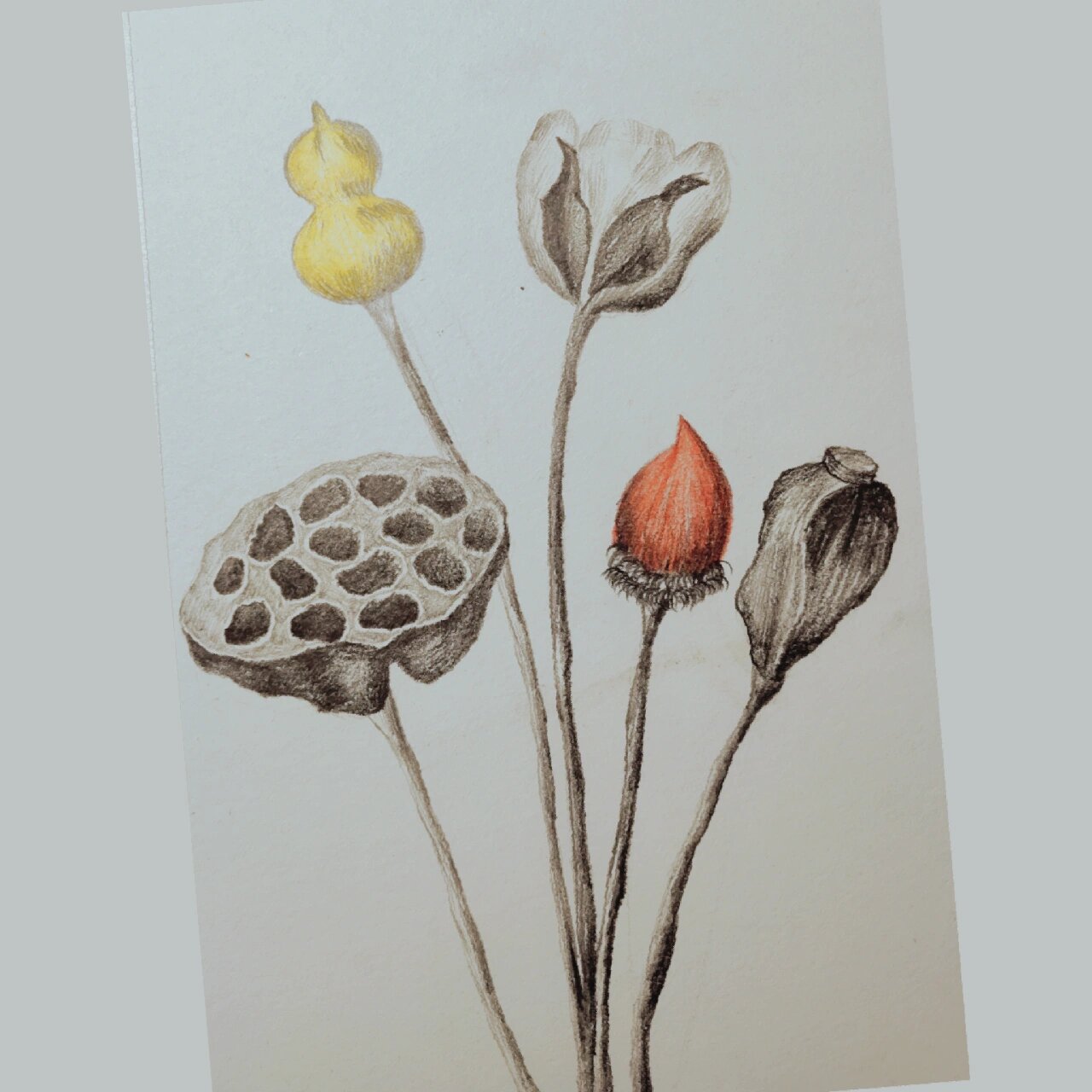 手绘201天|素描莲蓬|植物篇|附过程图