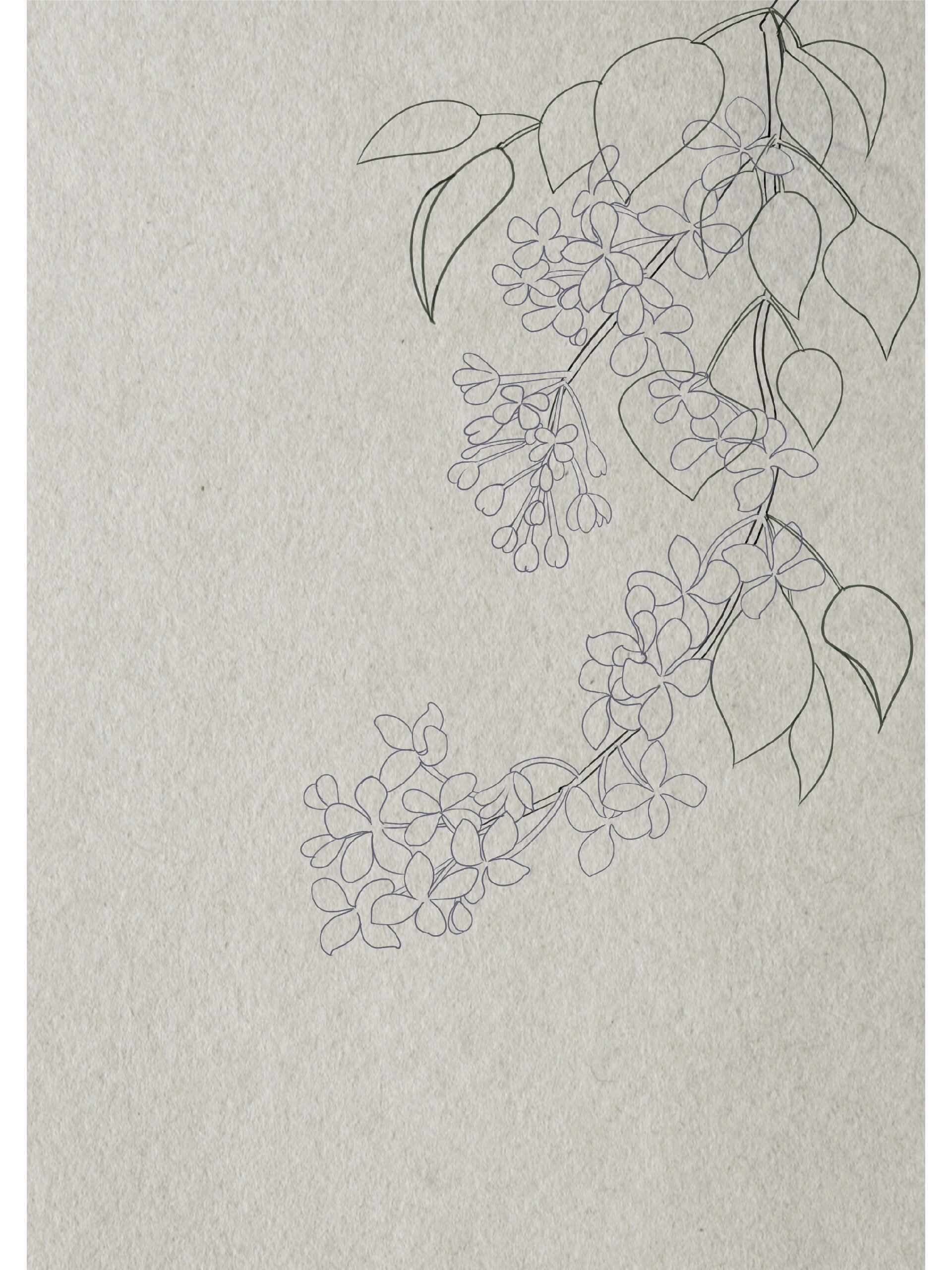 每日一画/古风花卉-丁香花