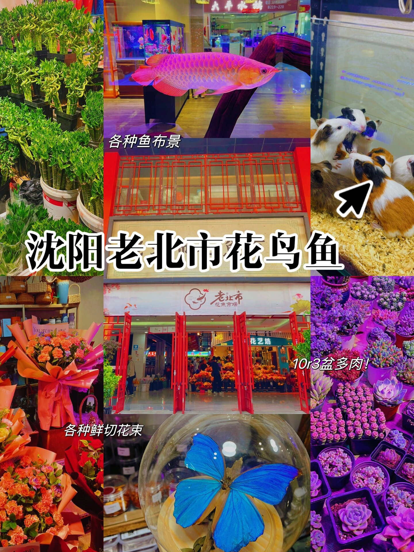 沈阳老北市花鸟鱼市场7515