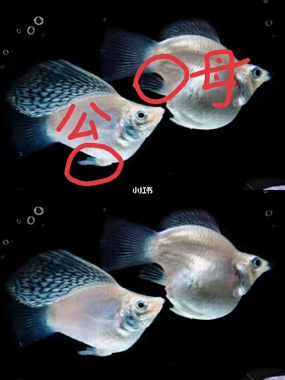 球鱼怎么分公母图片图片