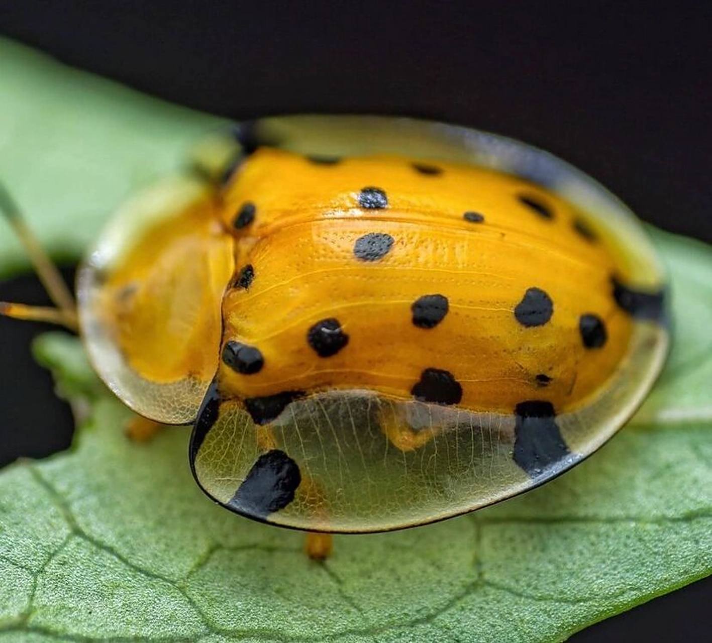 透明龟甲虫第一期 tortoise beetle 星斑梳龟甲(学名:aspidomorpha